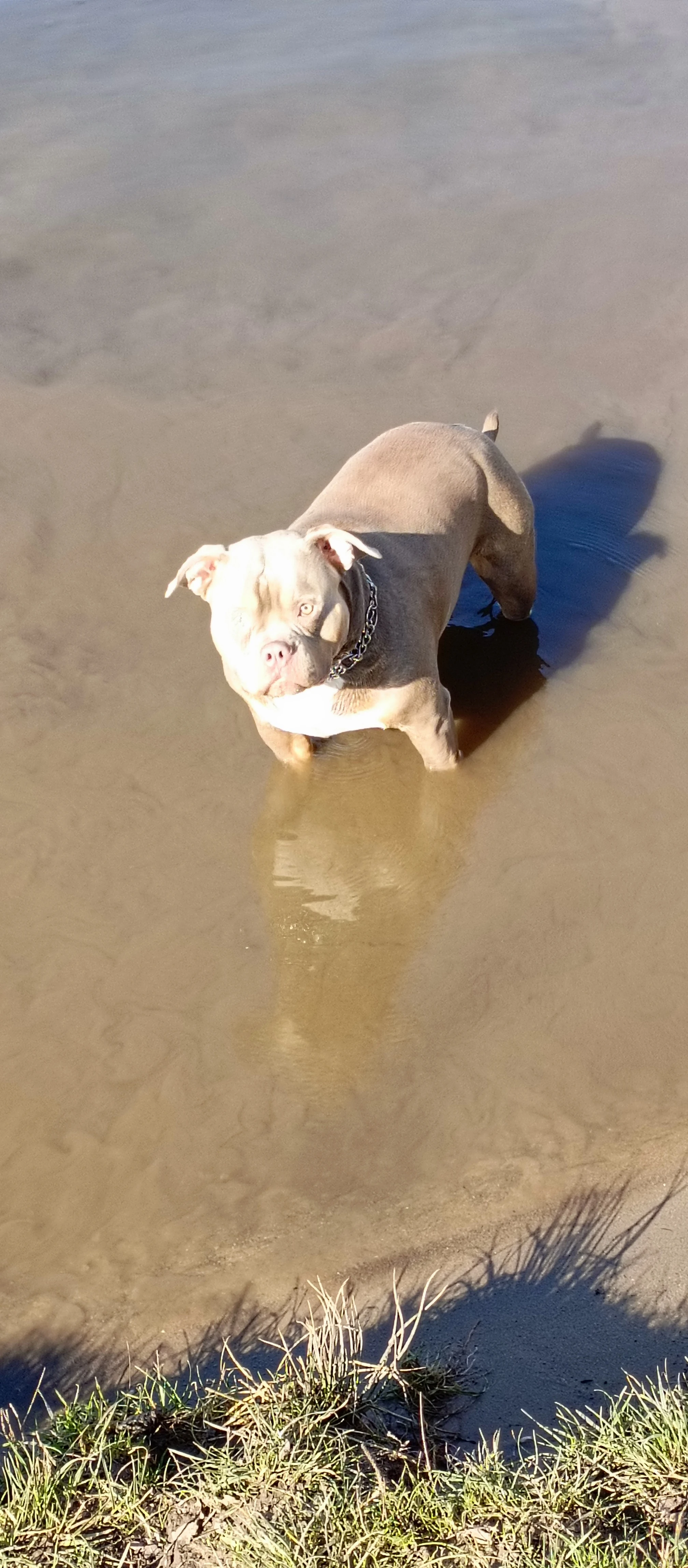 American Bull pocket