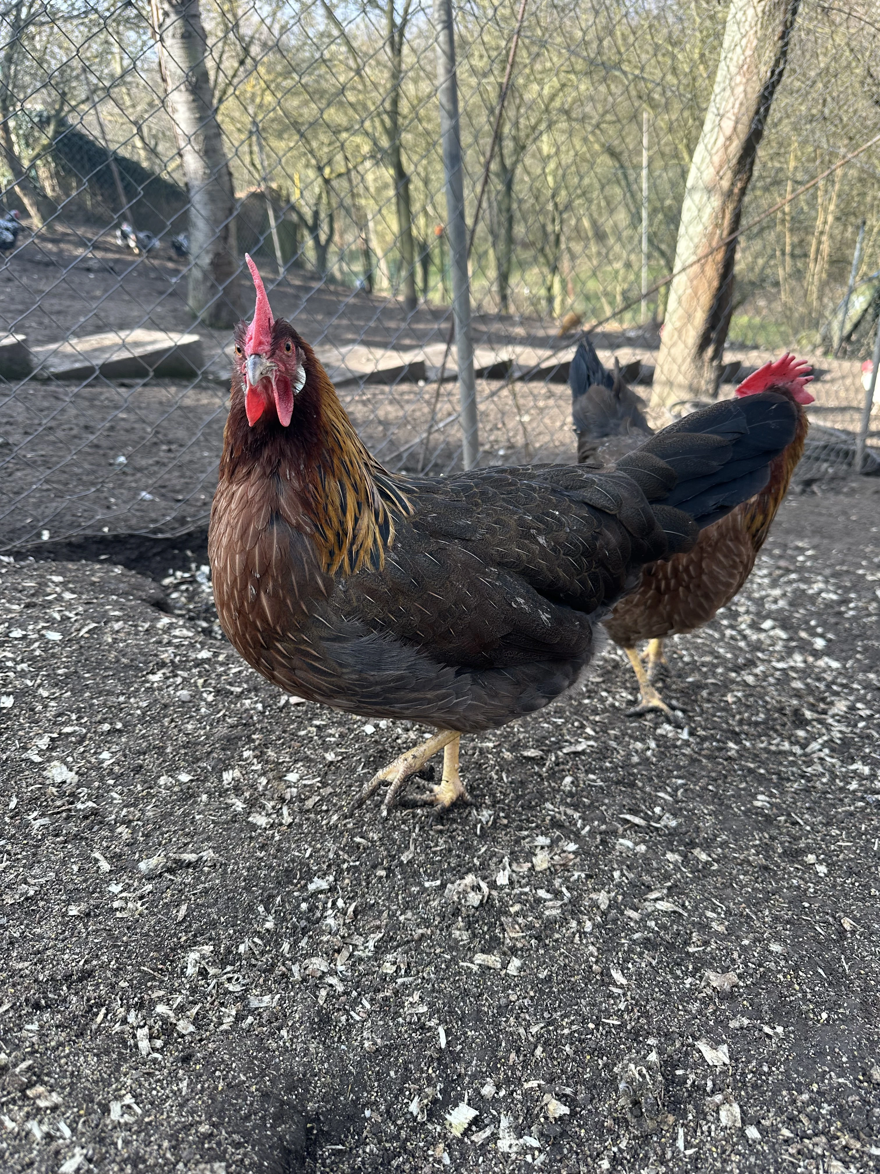 Prodám násadová vejce Vlaška koroptví