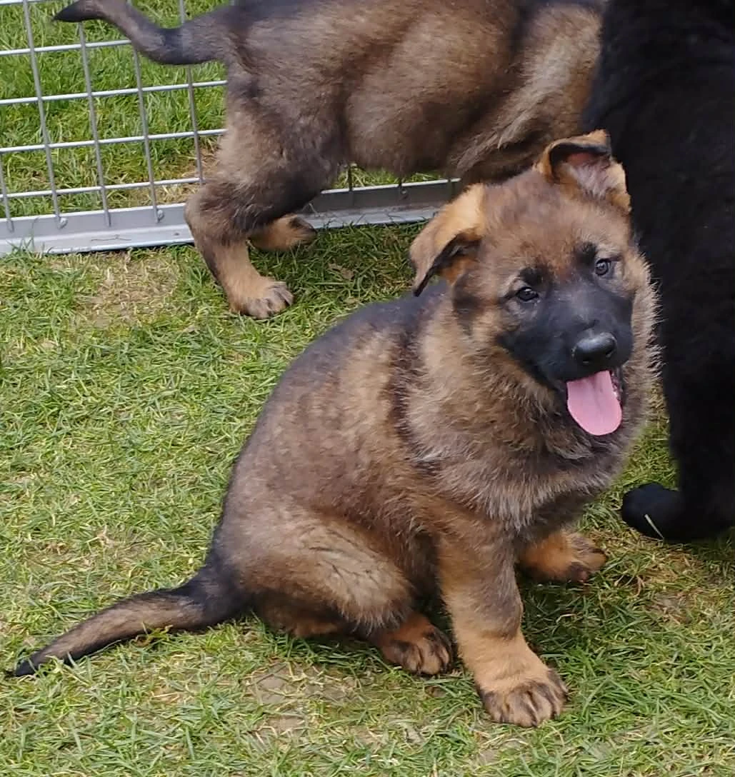 Prodám štěňata německého ovčáka s PP