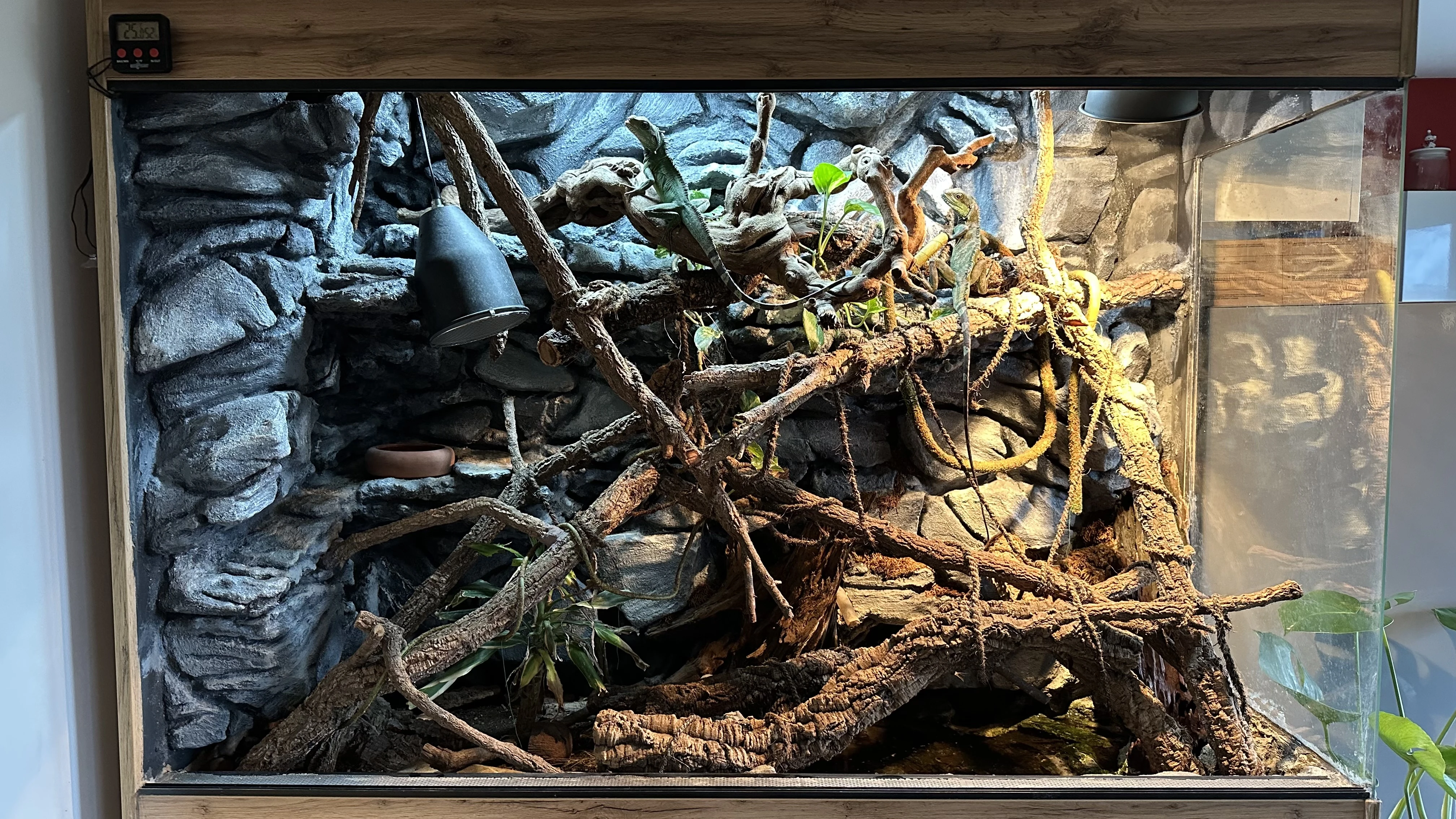 Tropické biopaludárium - 3 agamy kočinčinské