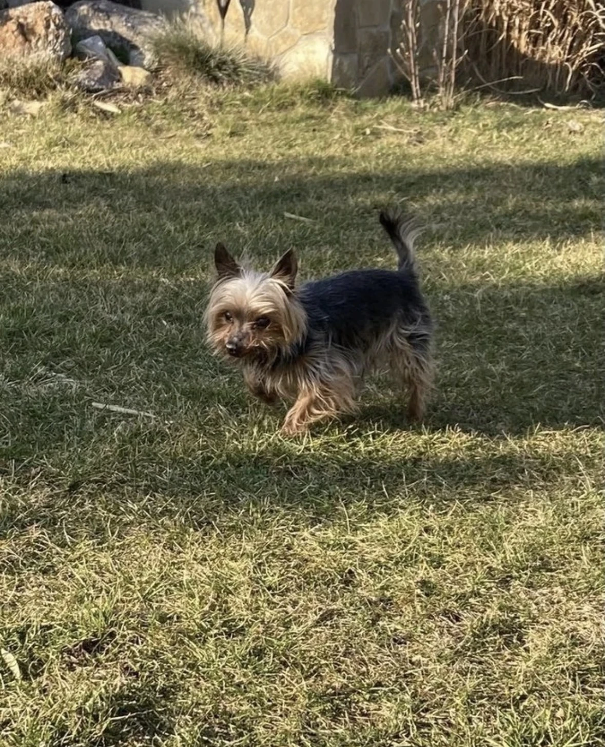 Mikešek hledá domov na staří