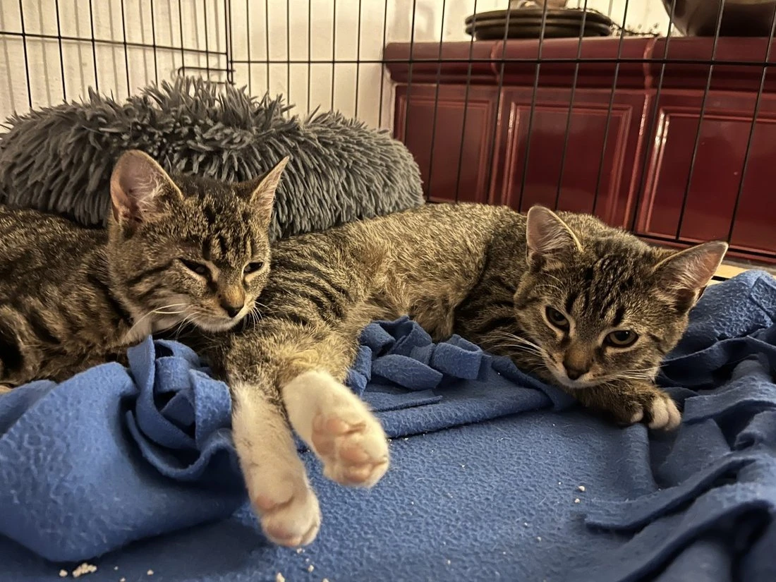 Arnie hledá ten nejlepší domov