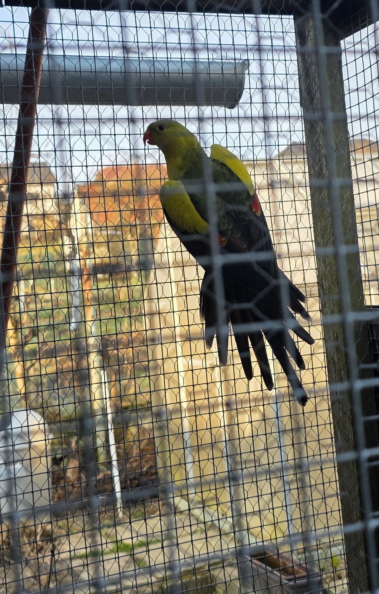 Papoušek horský samec 2024