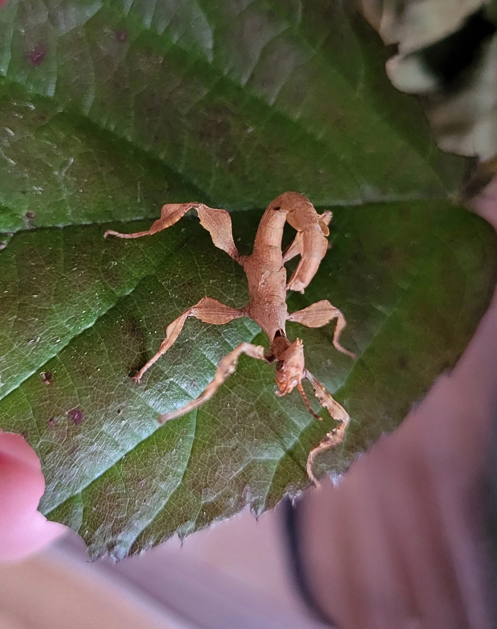 Daruji nymfy strašilky australské