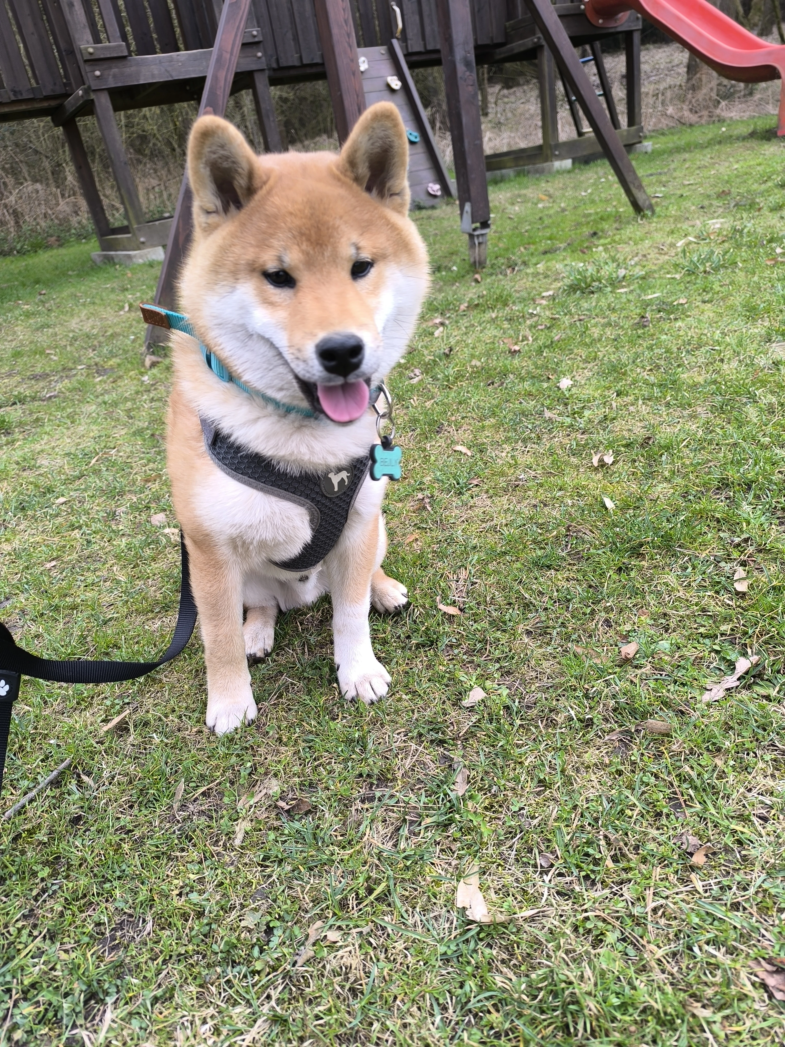 Shiba Inu bez PP