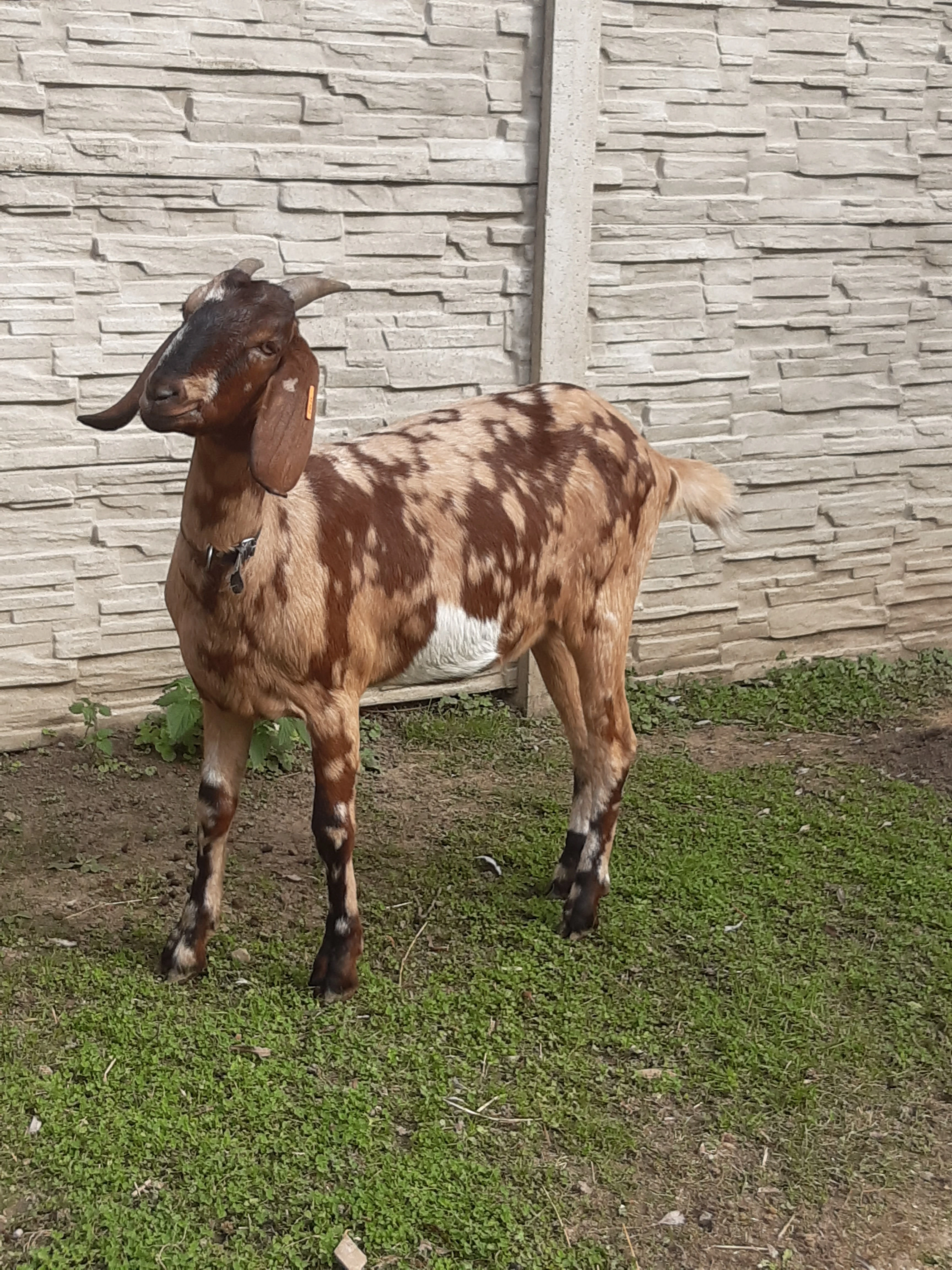 Anglonubijská kozička podílová s POP