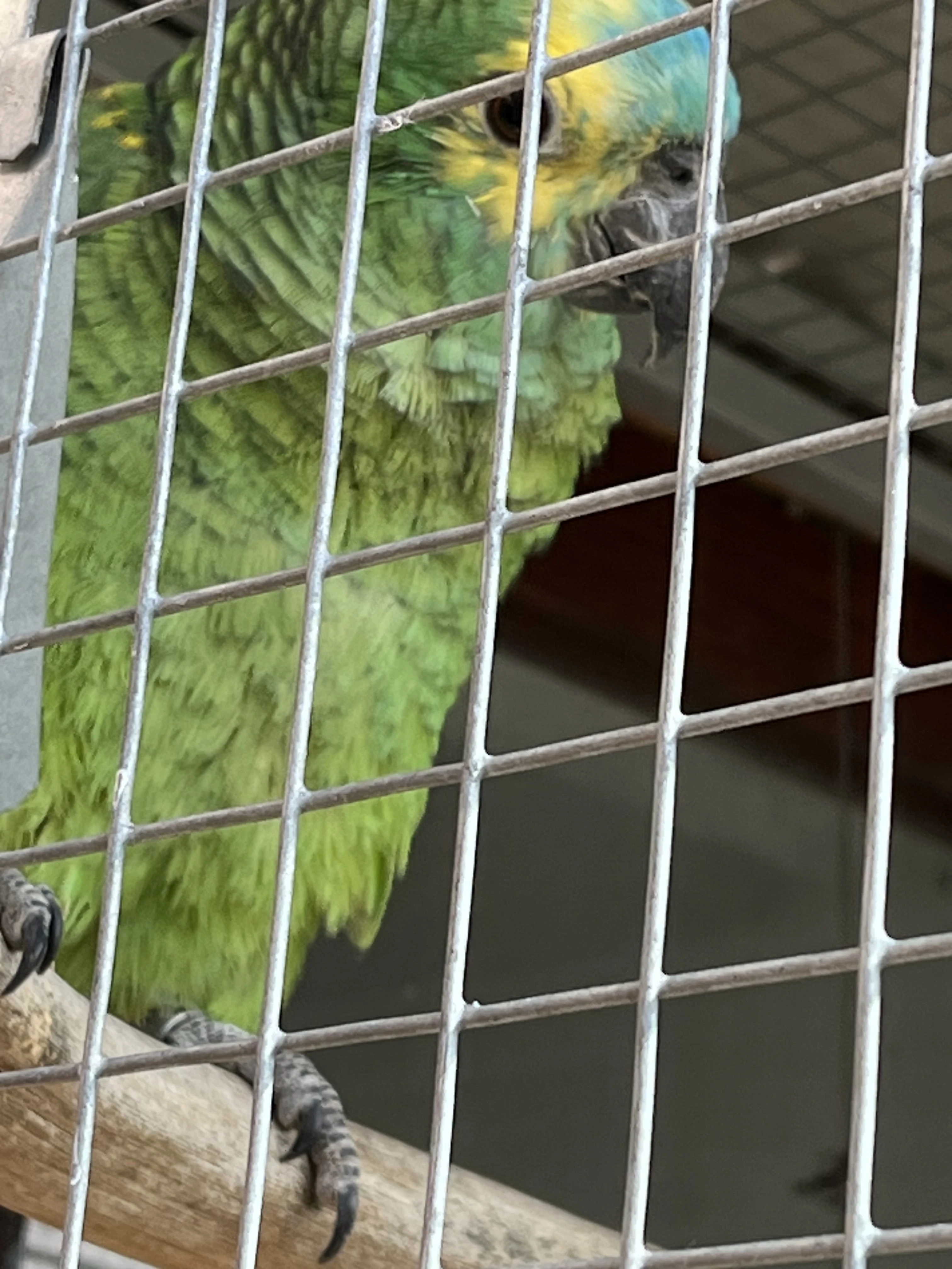 Amazoňan modročelý