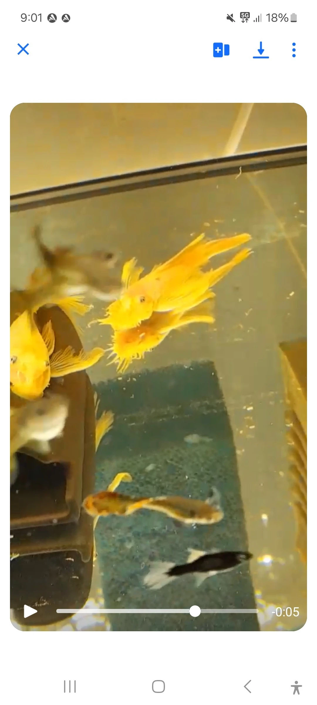 Ancistrus L144 závojnatý 