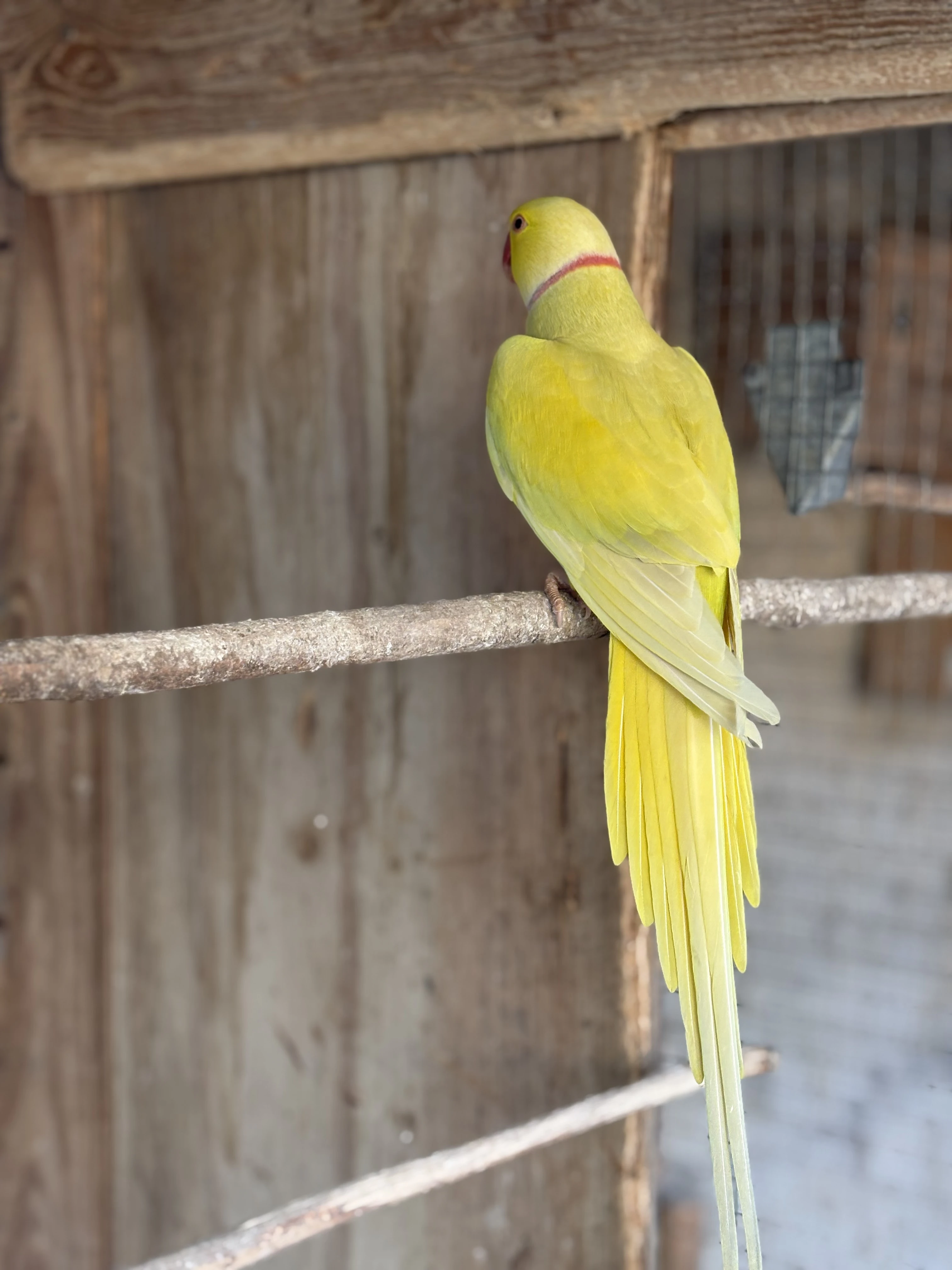 Alexandr malý lutino