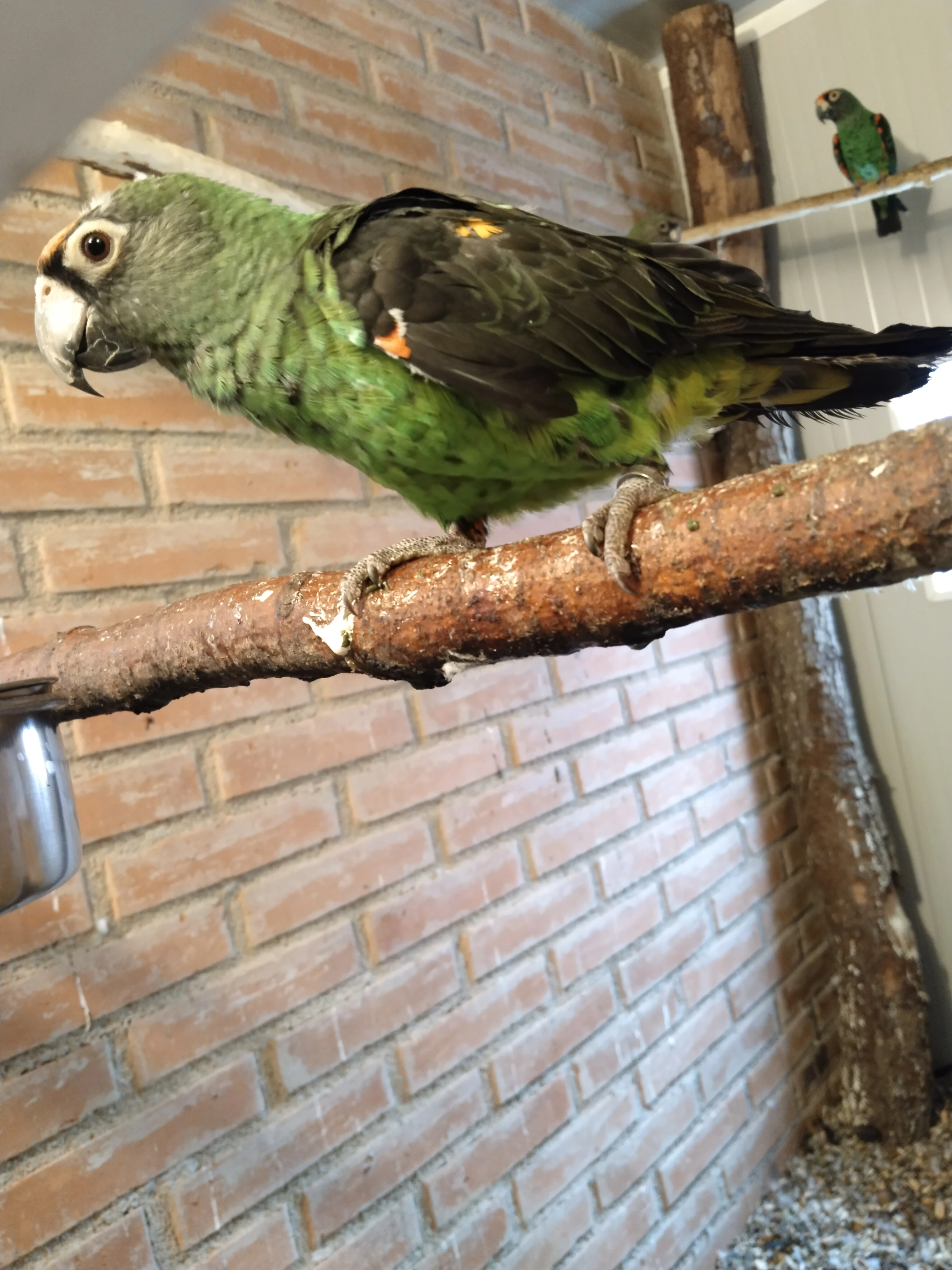 Papoušek konžský gulielmi gulielmi 0,1