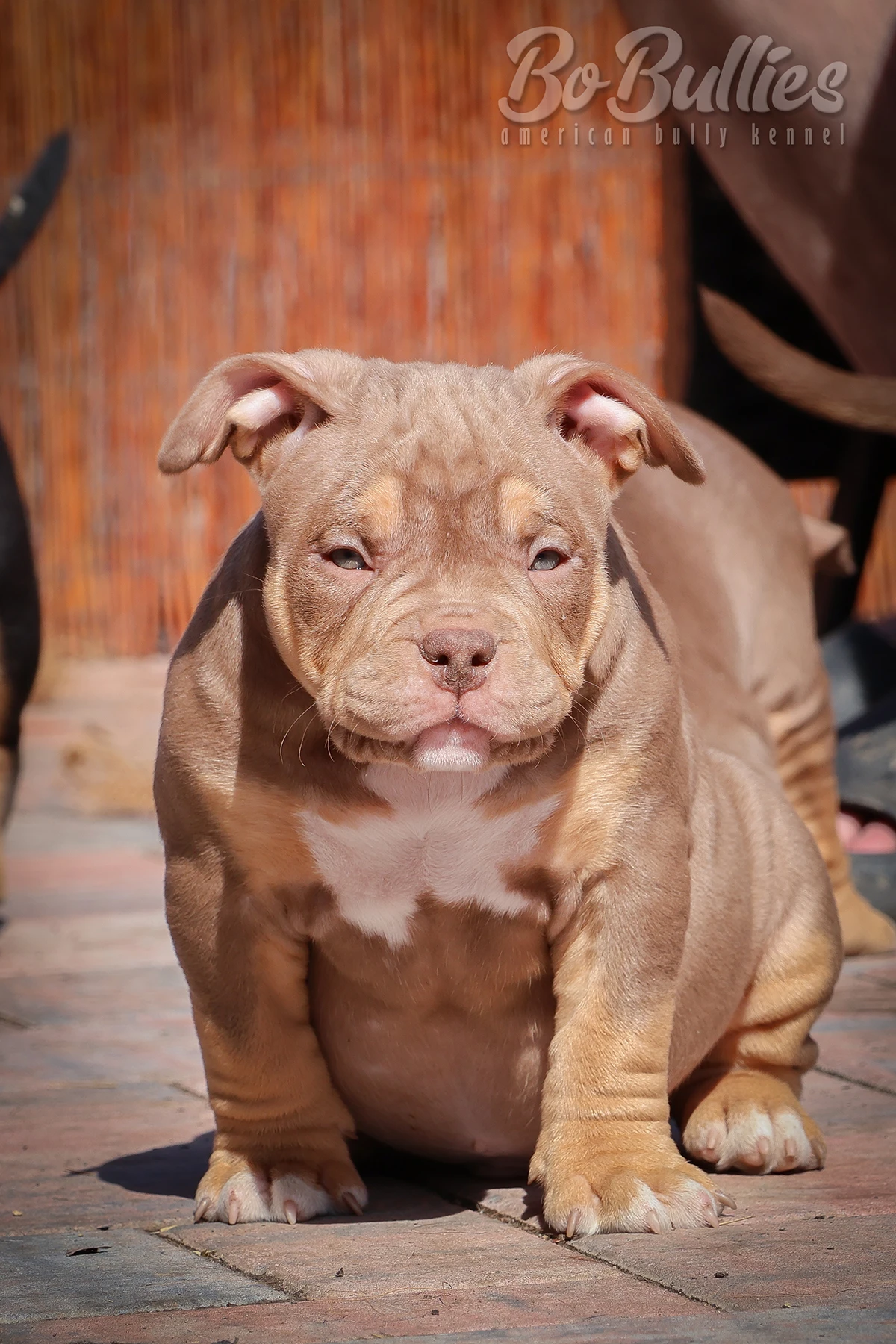 Již k odběru Luxusní American bully pocket abkc - pejskové