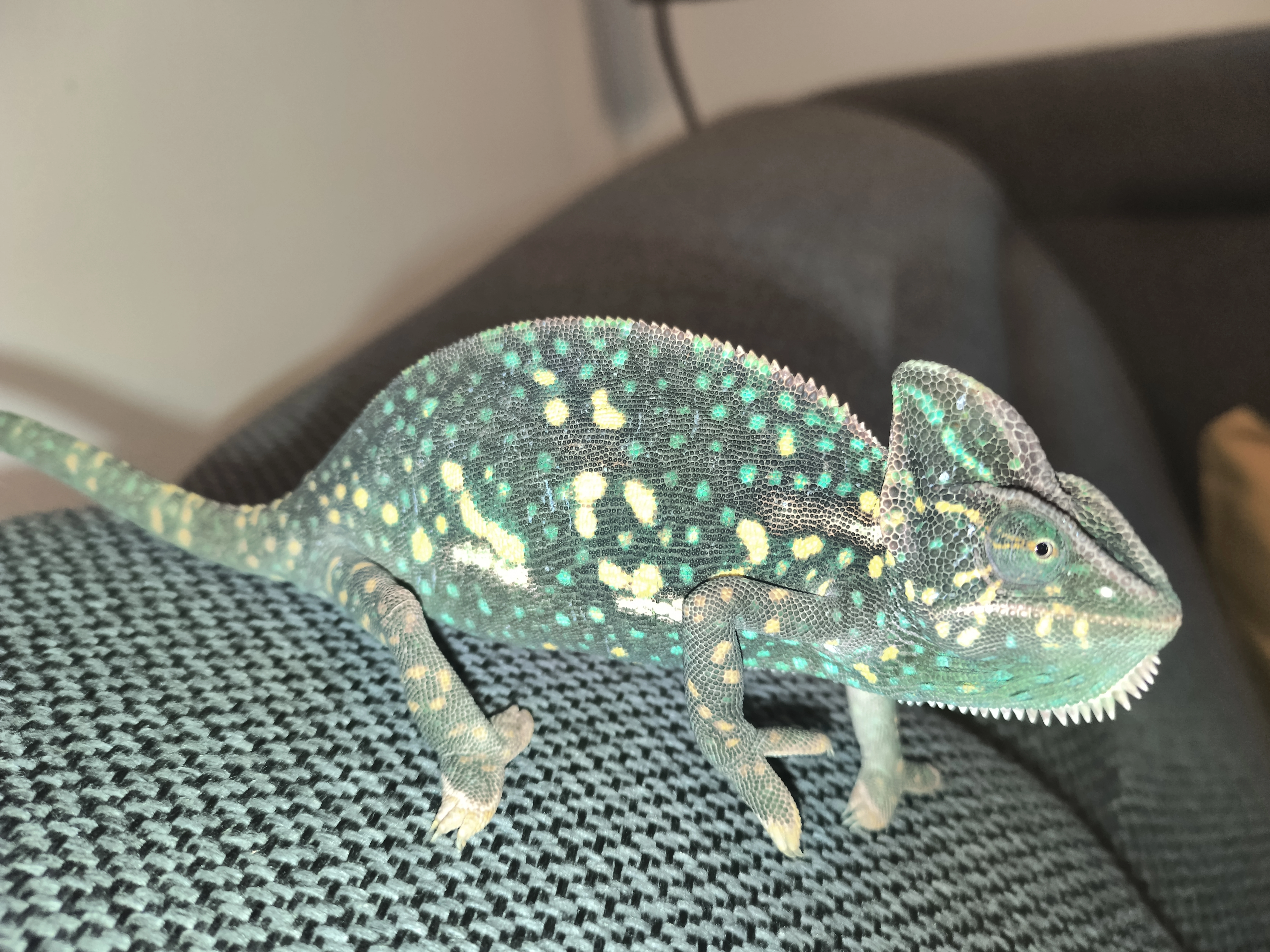 Chameleon jemenský samice