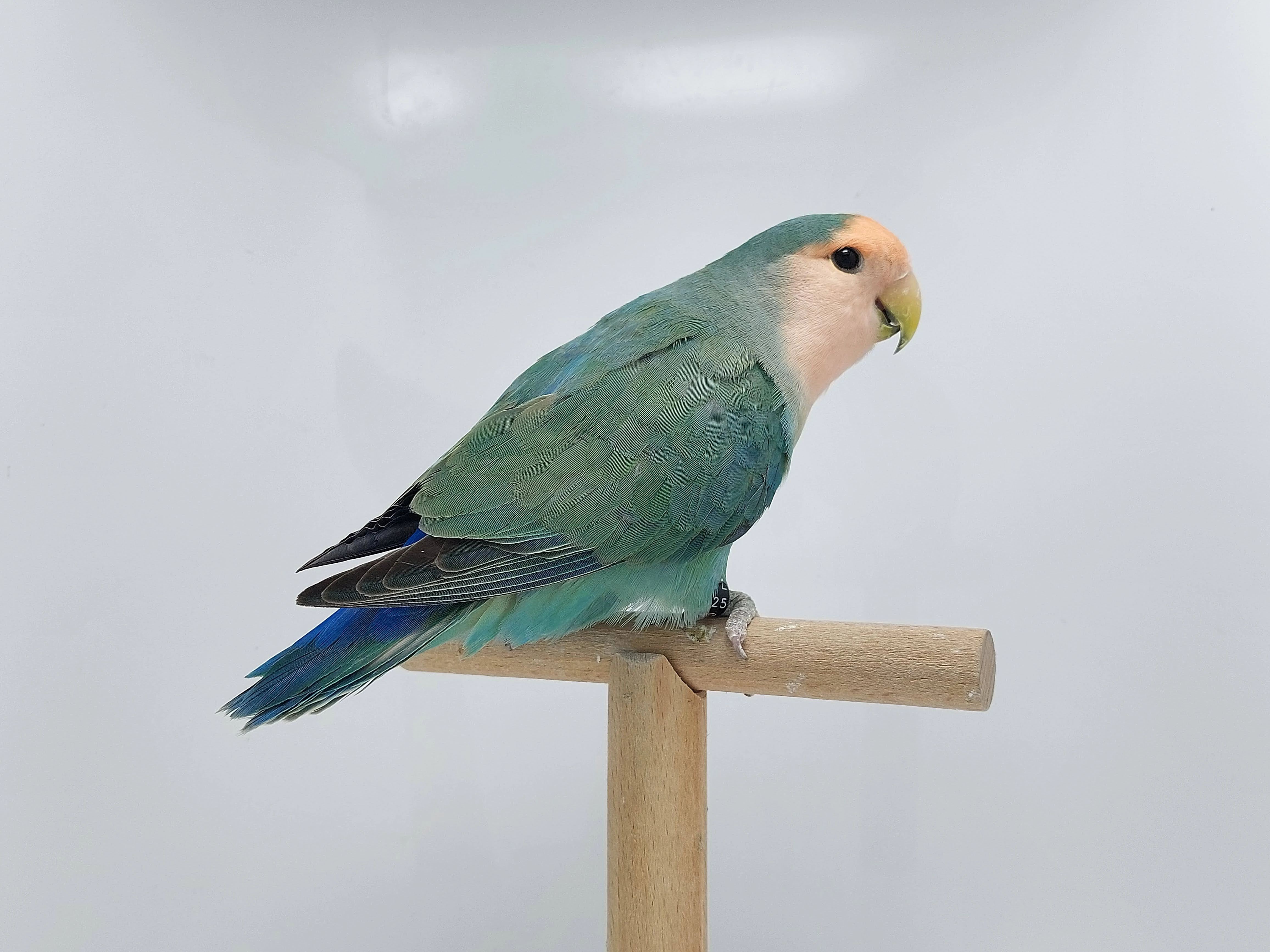 Agapornis Roseicollis odchovy