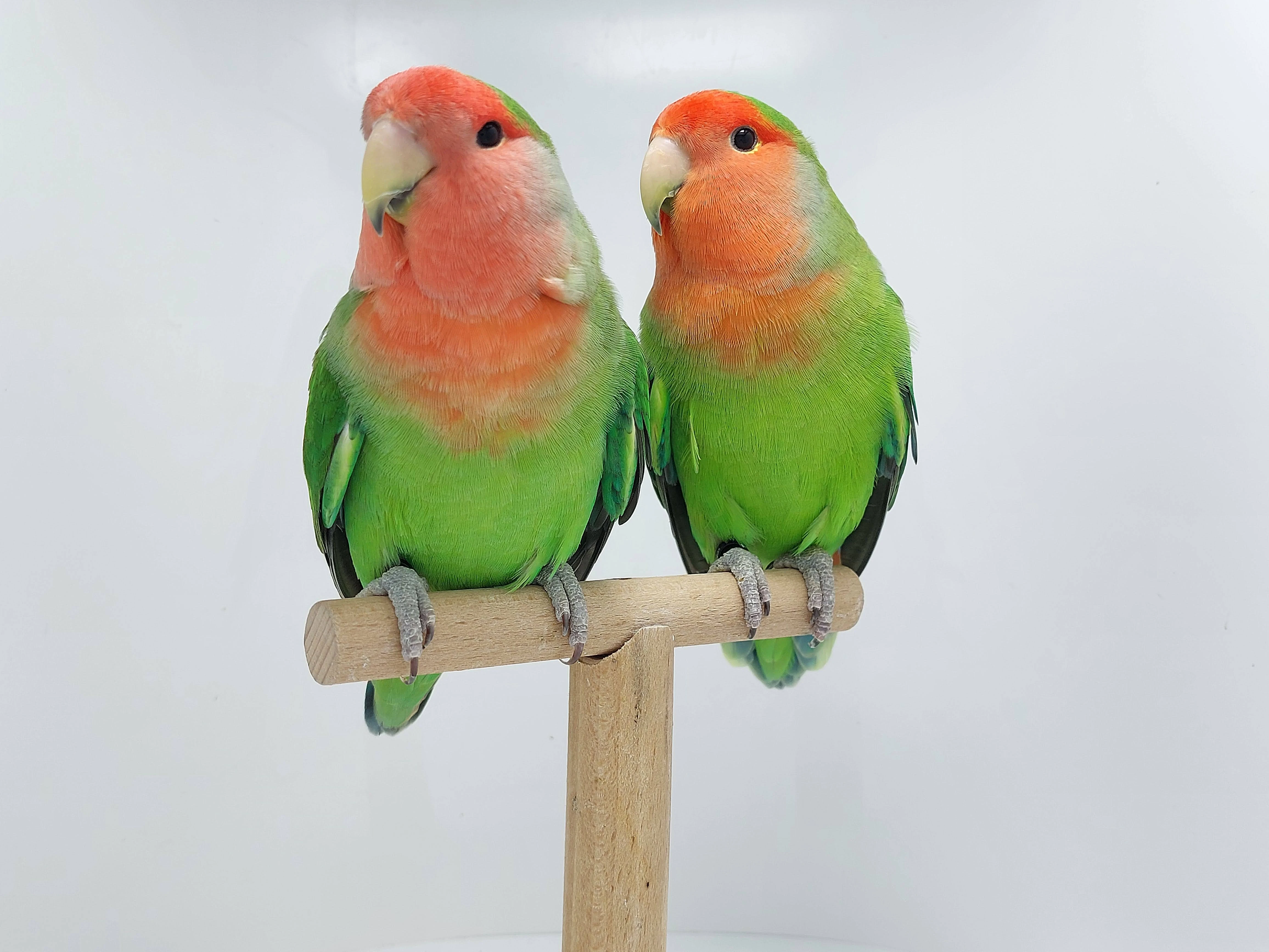 Agapornis Roseicollis odchovy