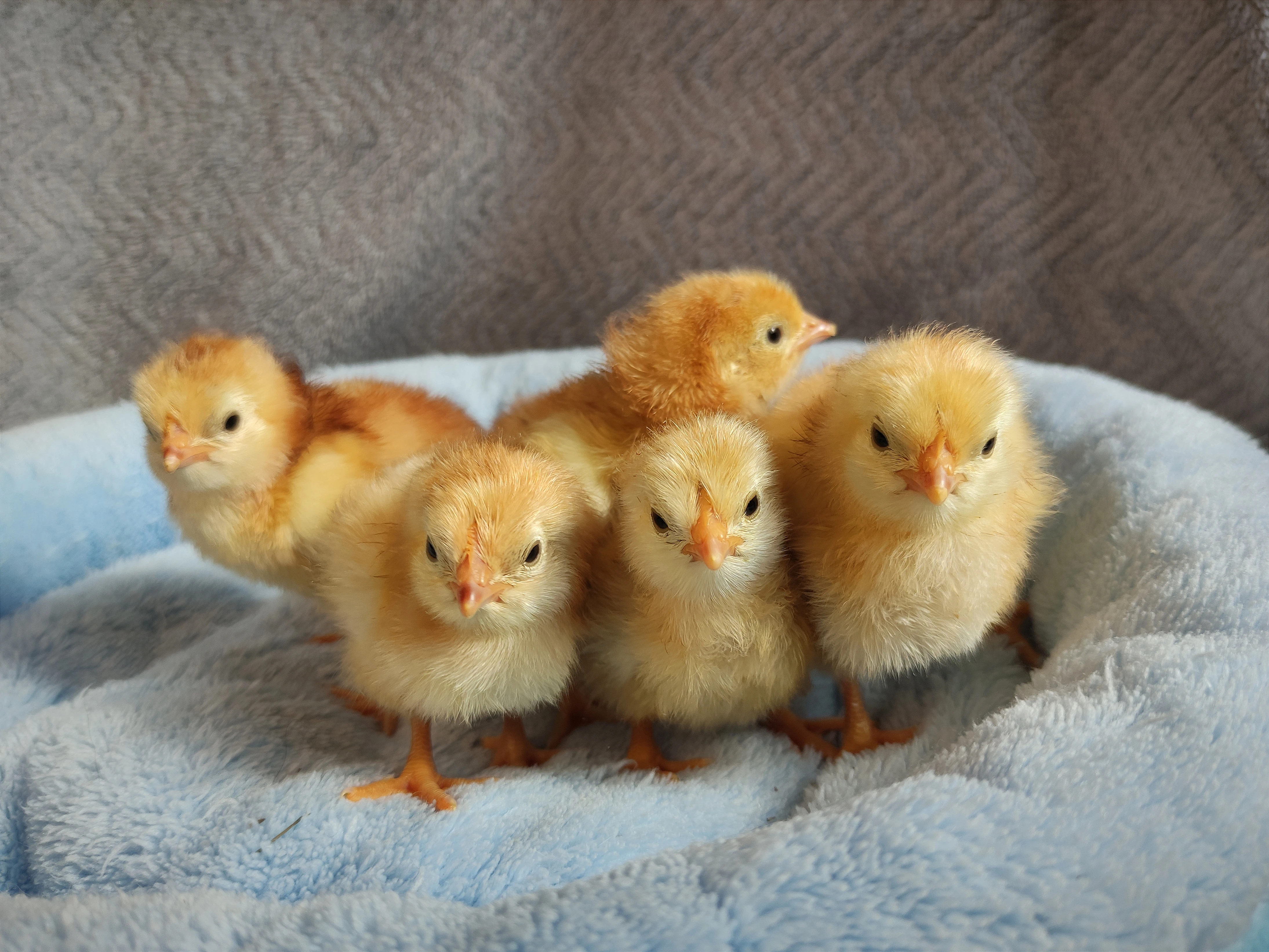 Rodajlendka červená kuřátka