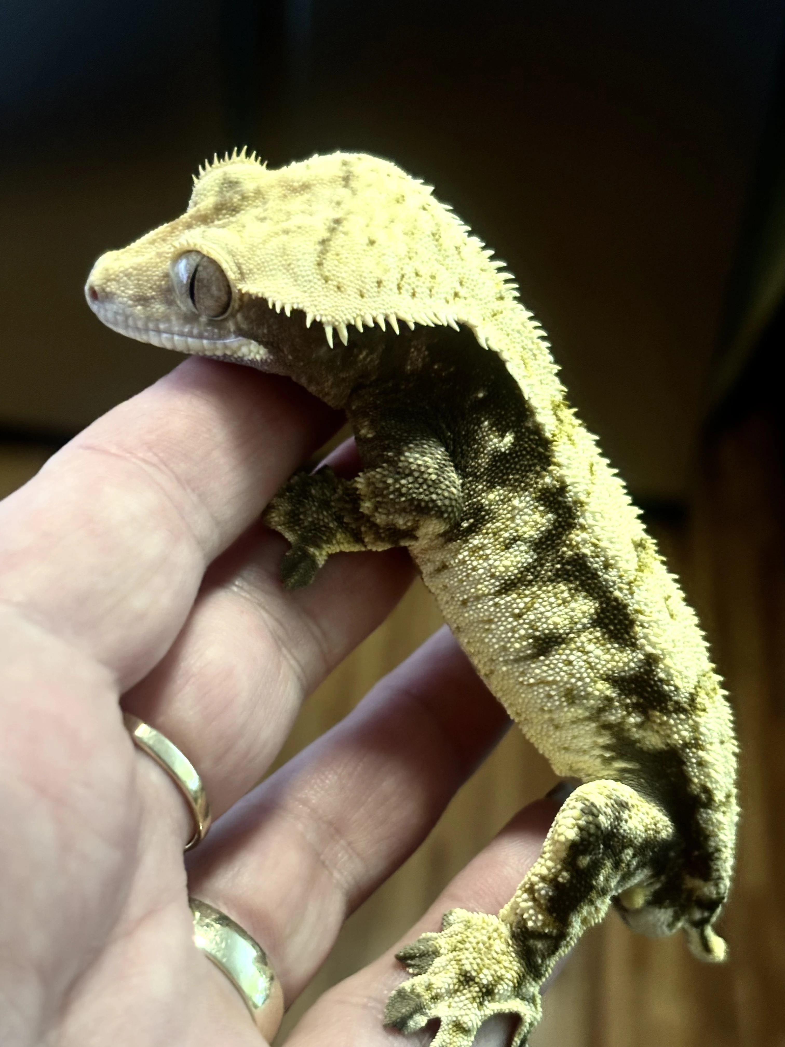 Pagekon rasnaty - samec 37g