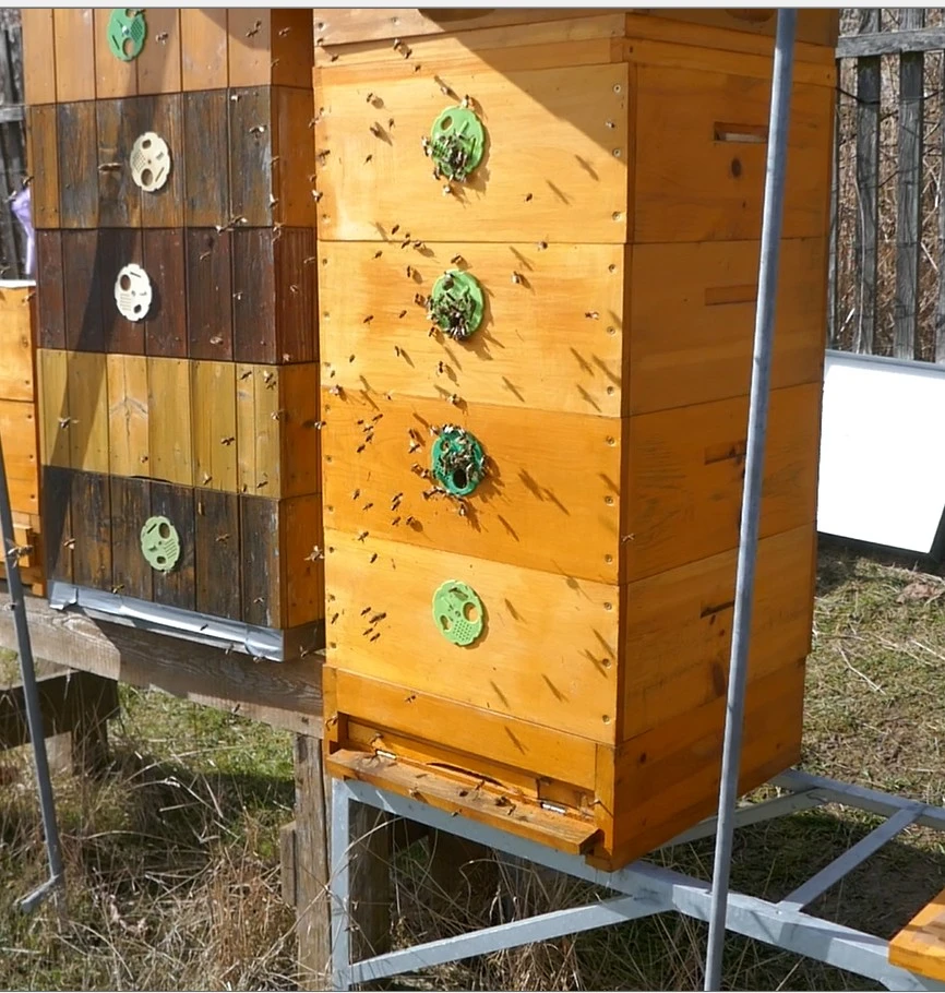 Vyzimovaná včelstva 39 x 17