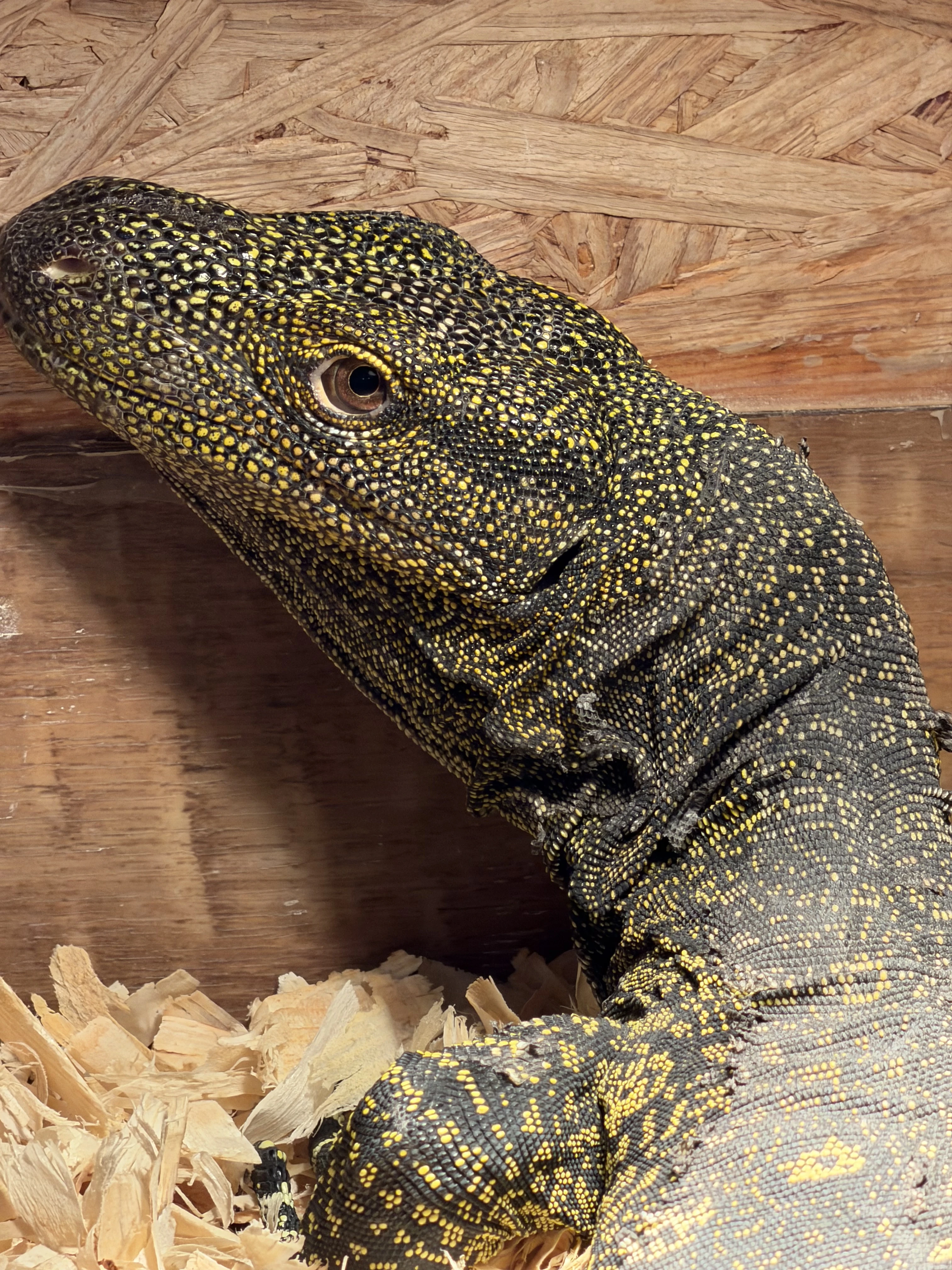 Varanus Salvadorii
