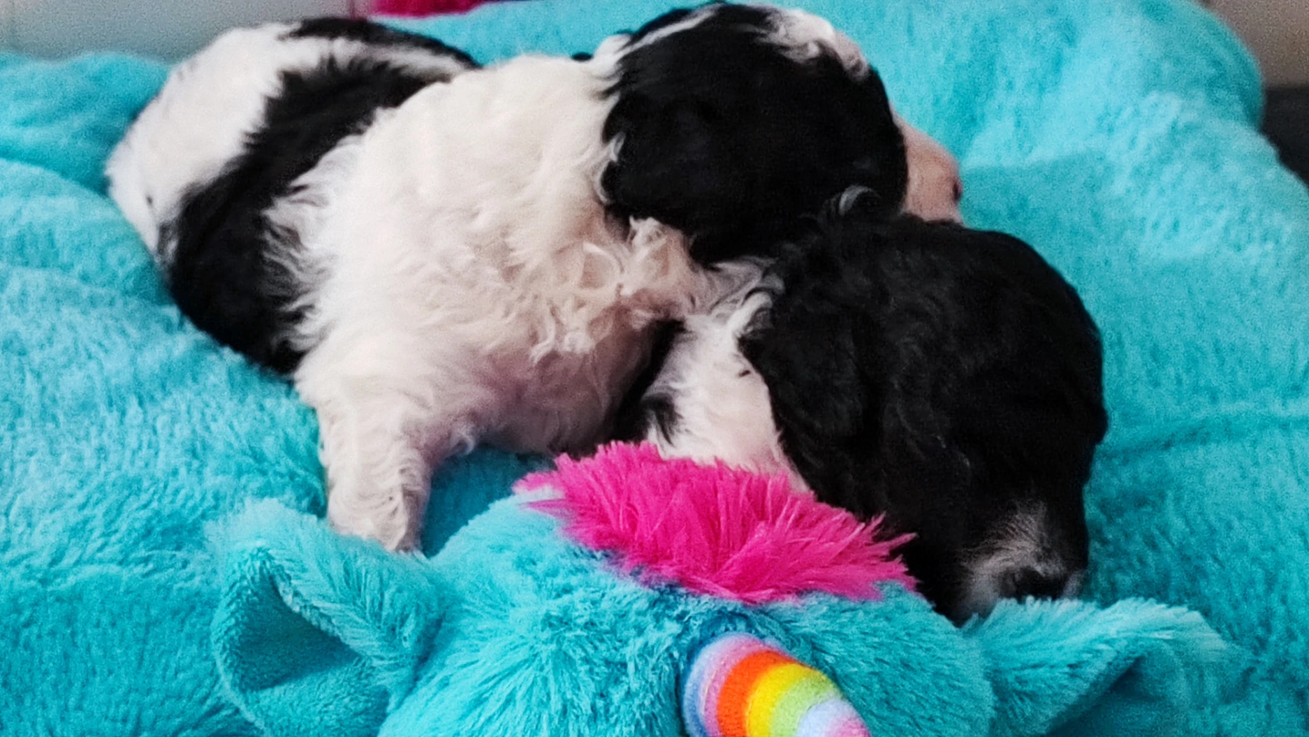 Pudl trpasličí s p.p.fci