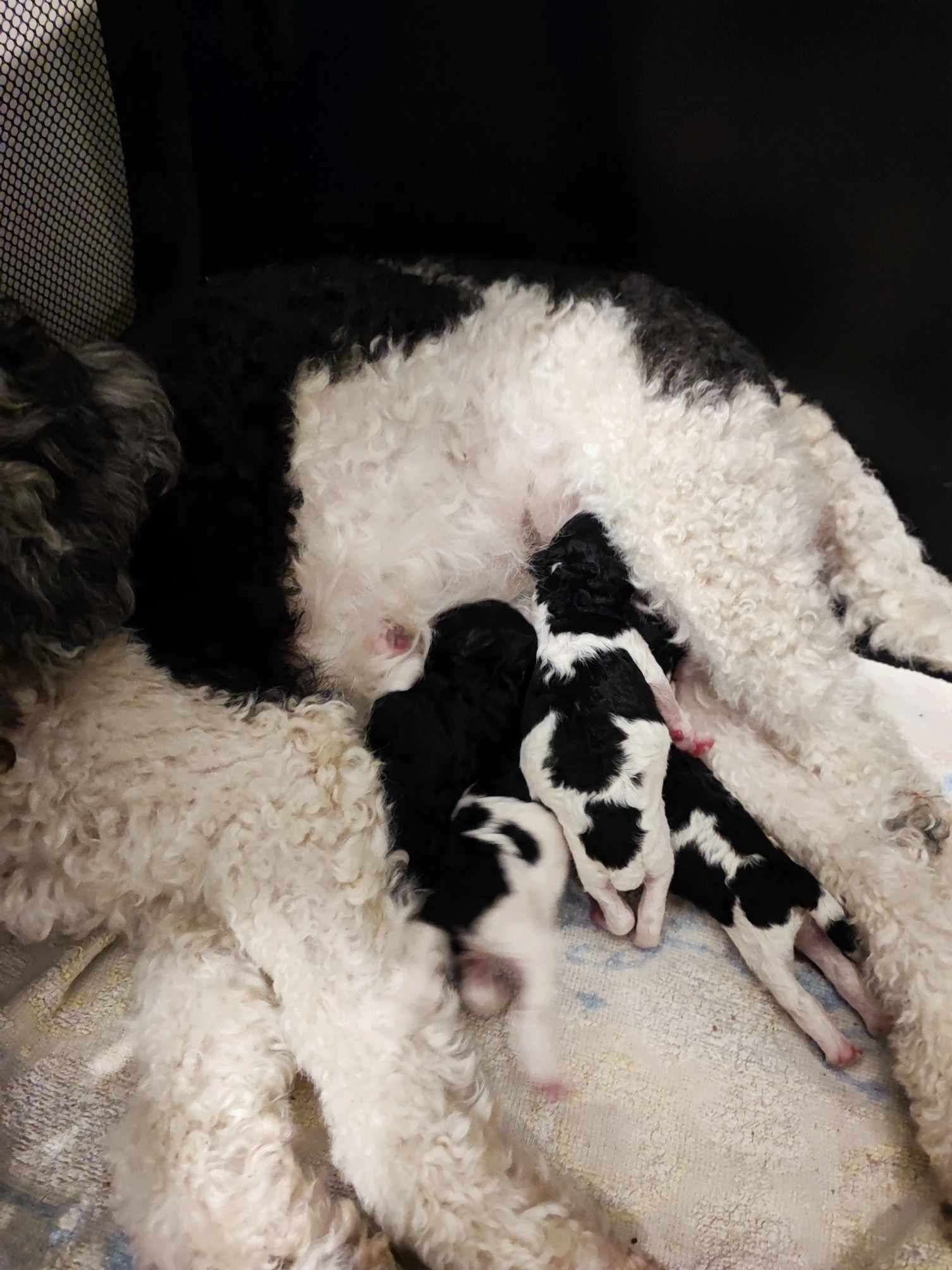 Pudl trpasličí a střední  s p.p.fci