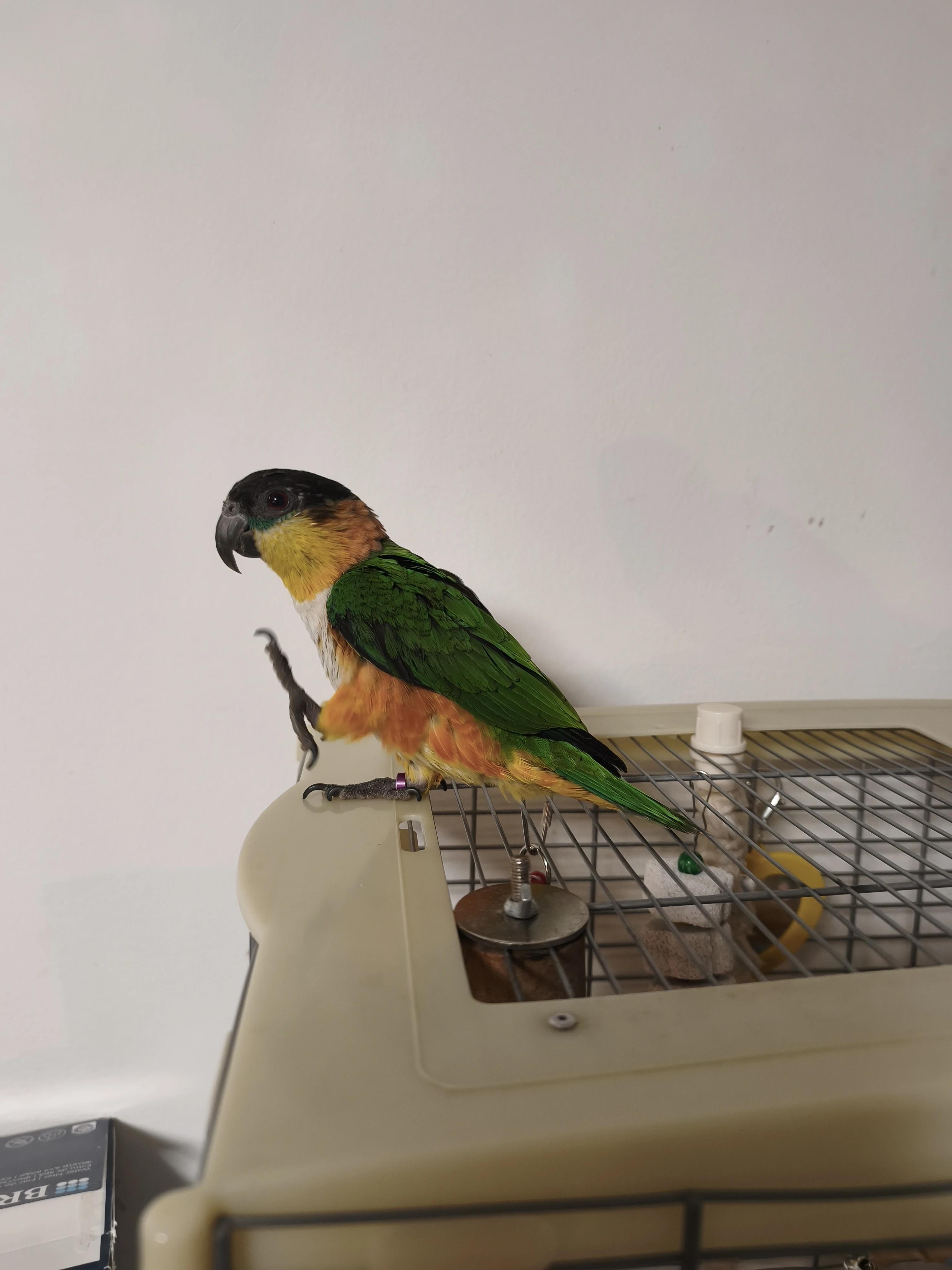 Amazonek černotemenný, ručně dokrmená