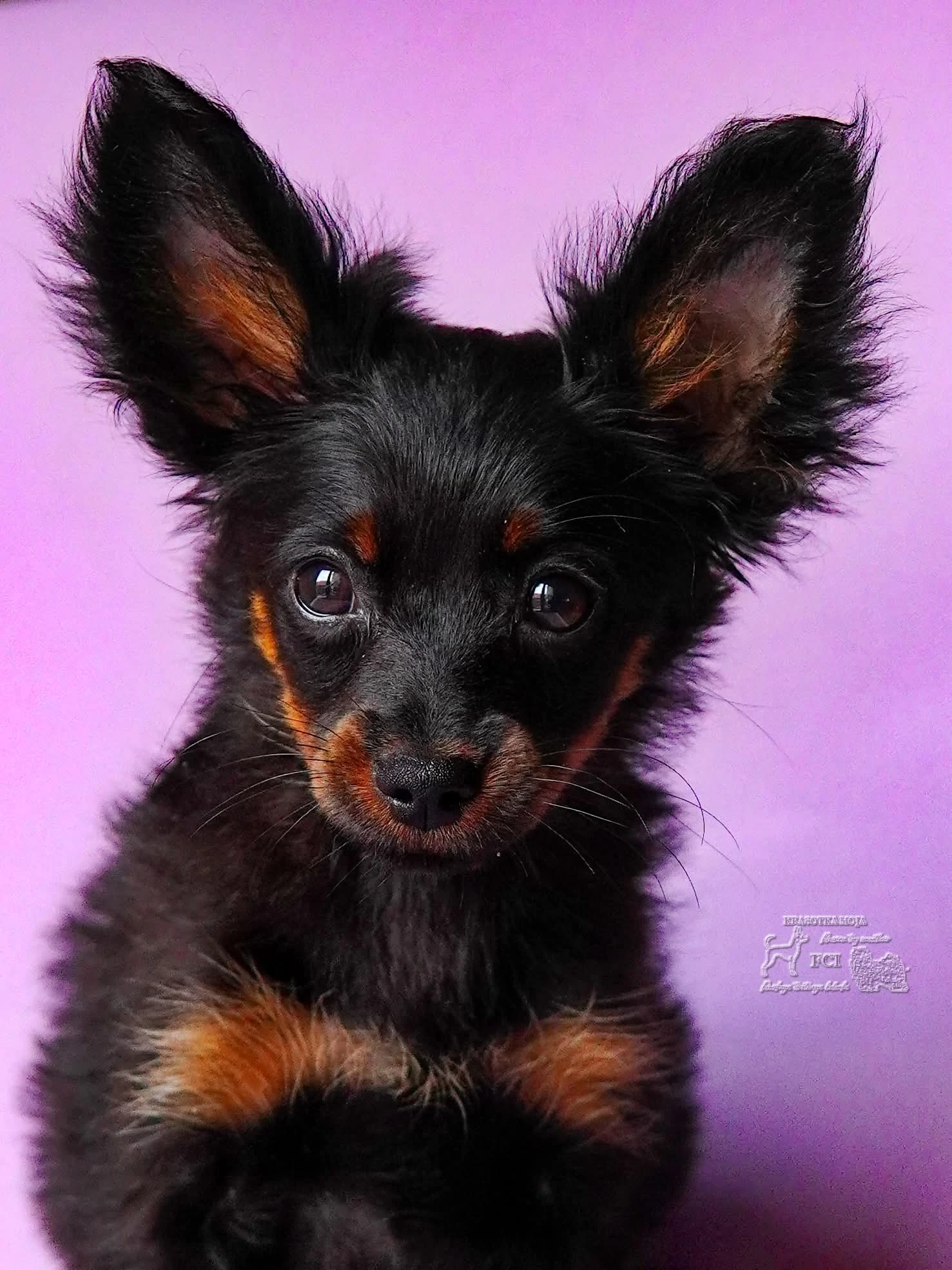 Ruský toy dlouhosrstý s pp FCI