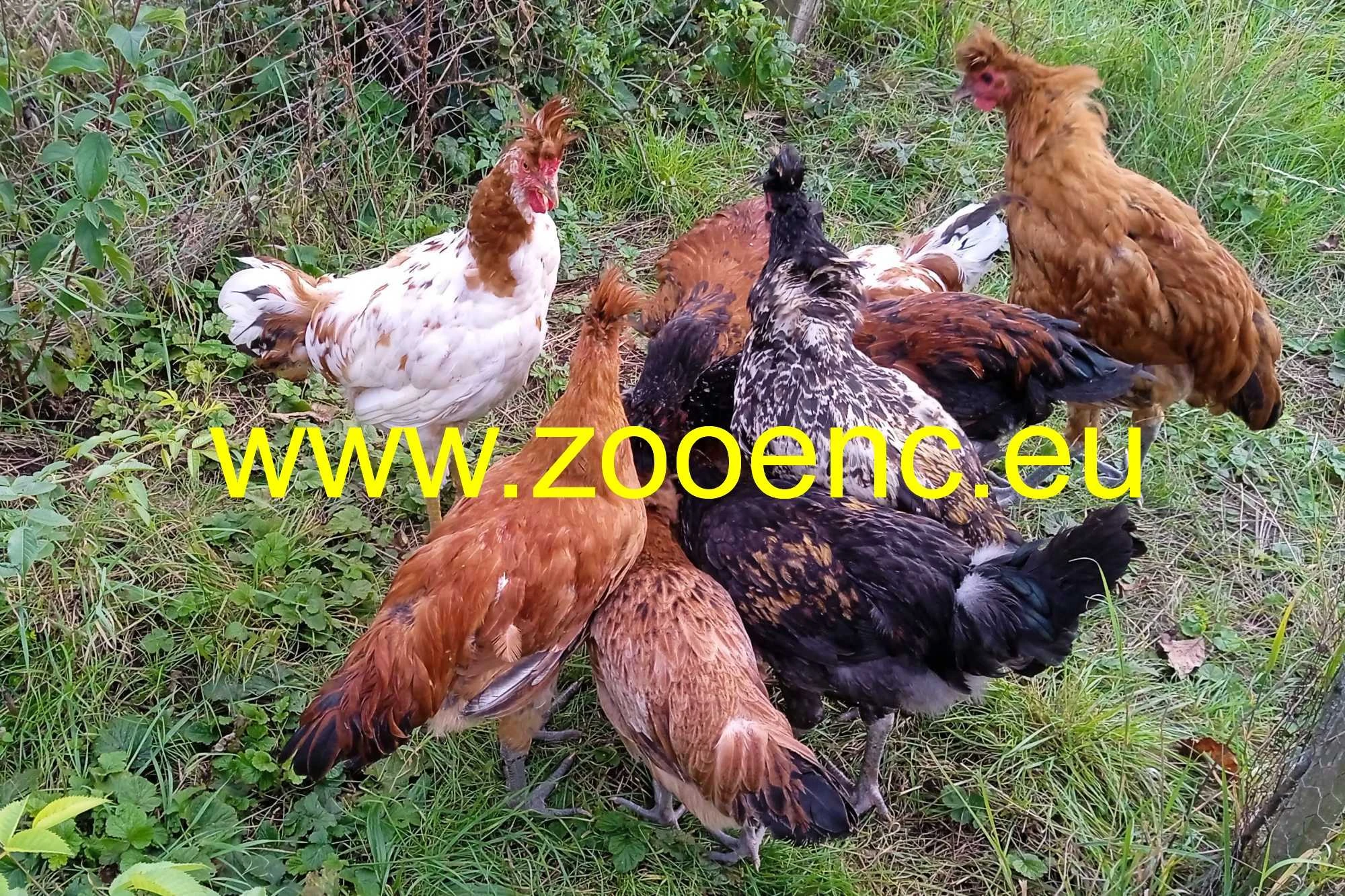 Násadová vejce sandžackých kokrháčů