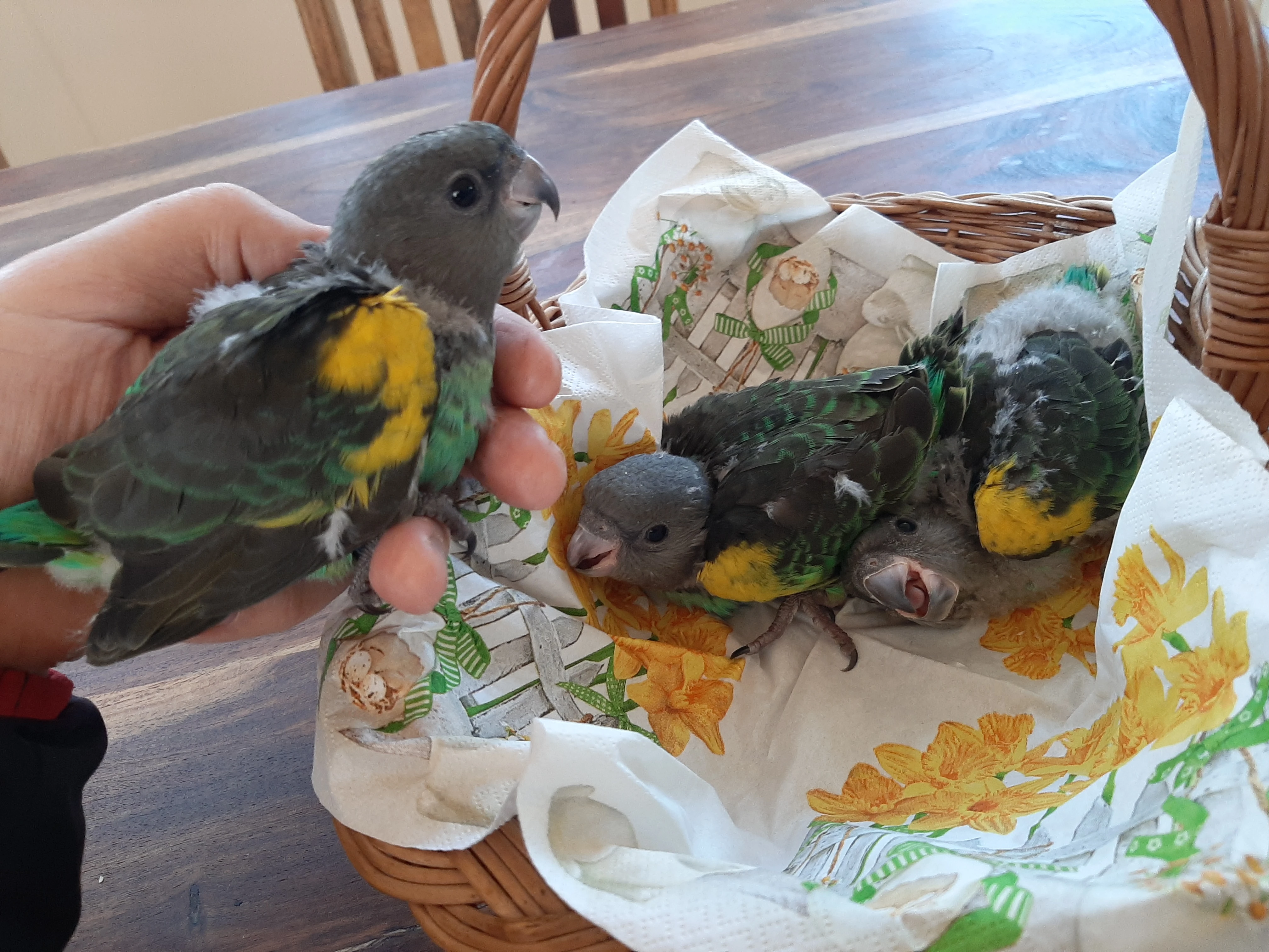 Ručně dokrmená mláďata papouška žlutotemenného