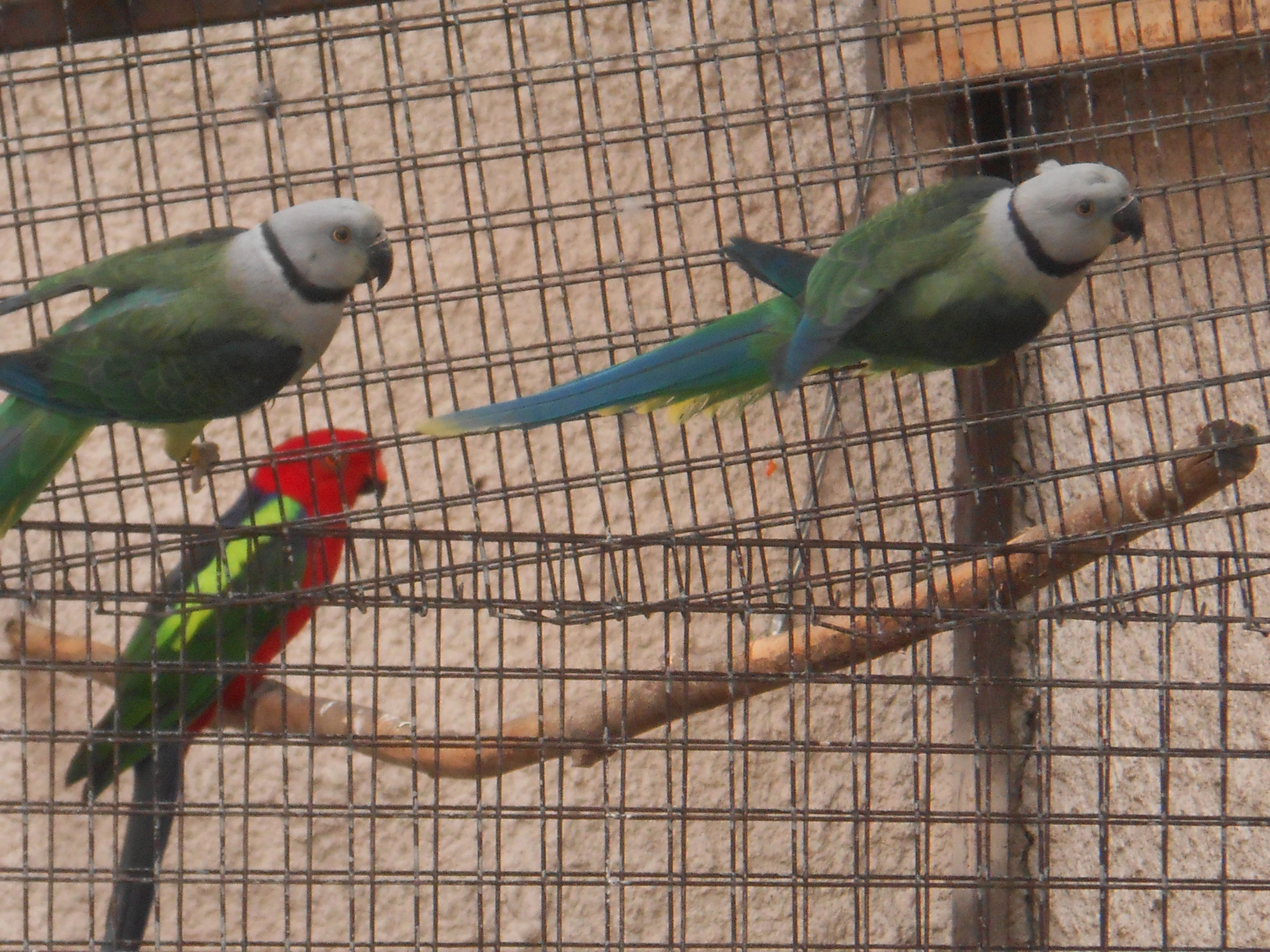 Alexandr šedý columboides