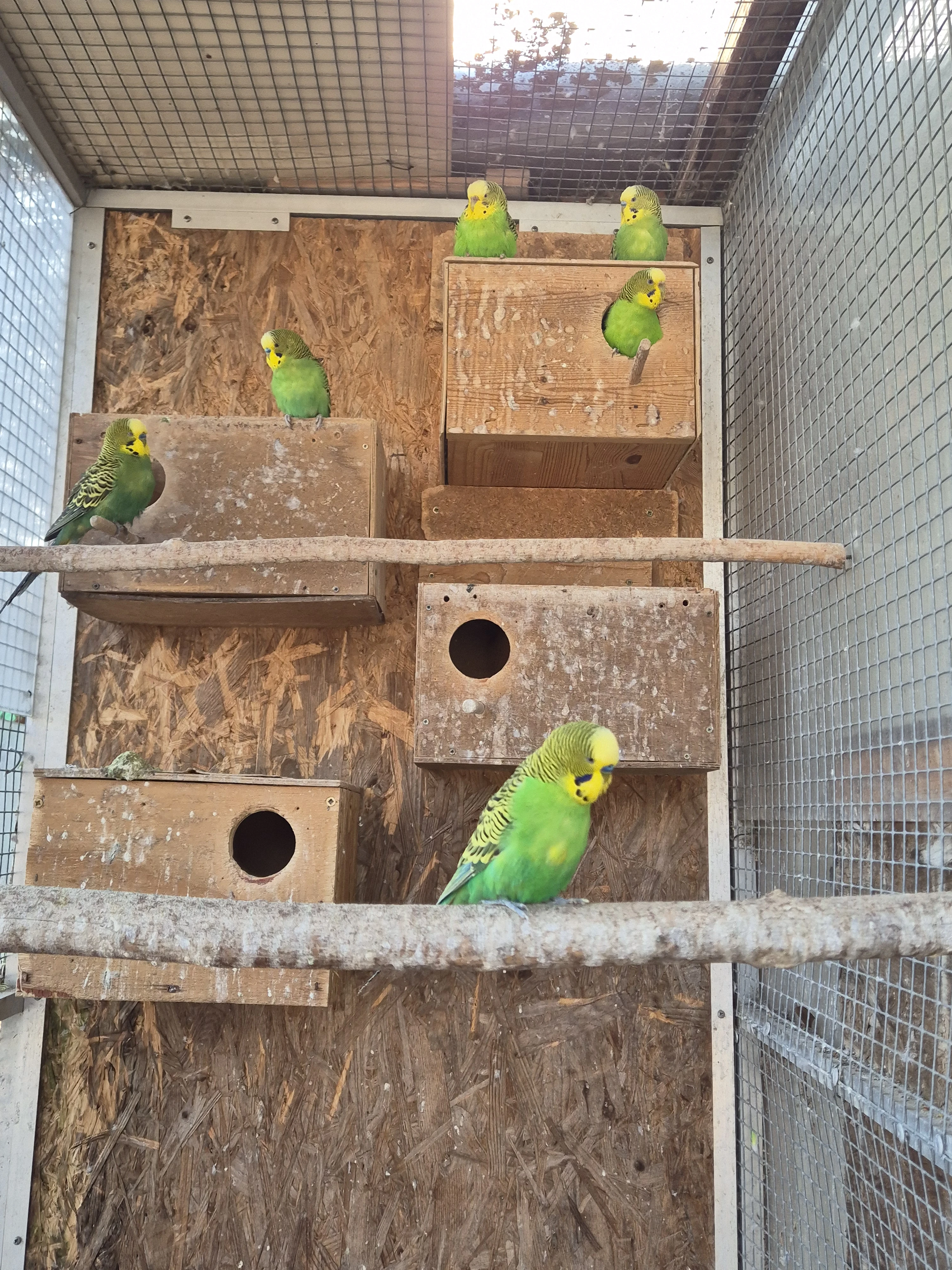 Andulka vlnkovaná čista přírodní zelená