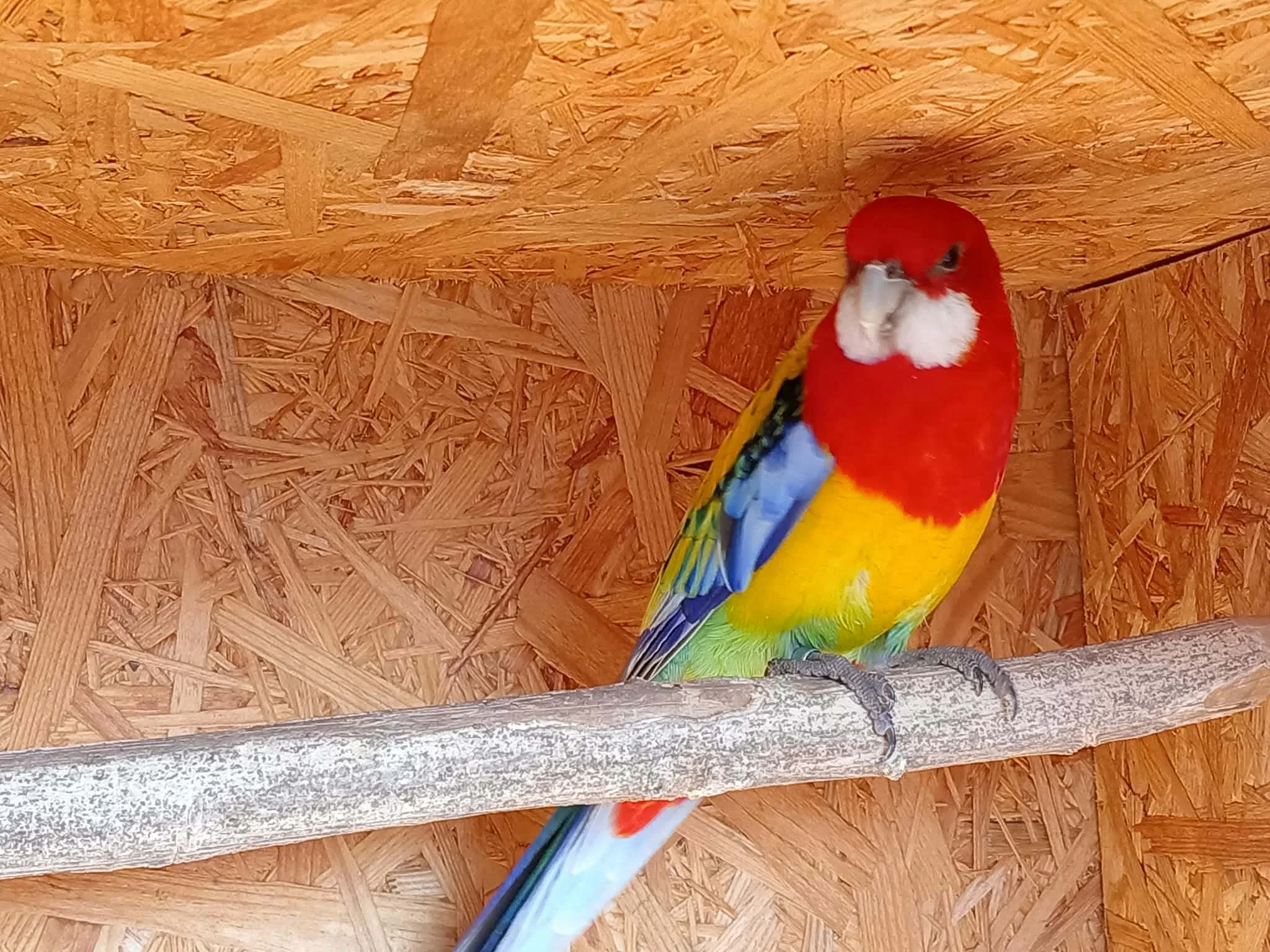 Rosela pestrá goldmantel