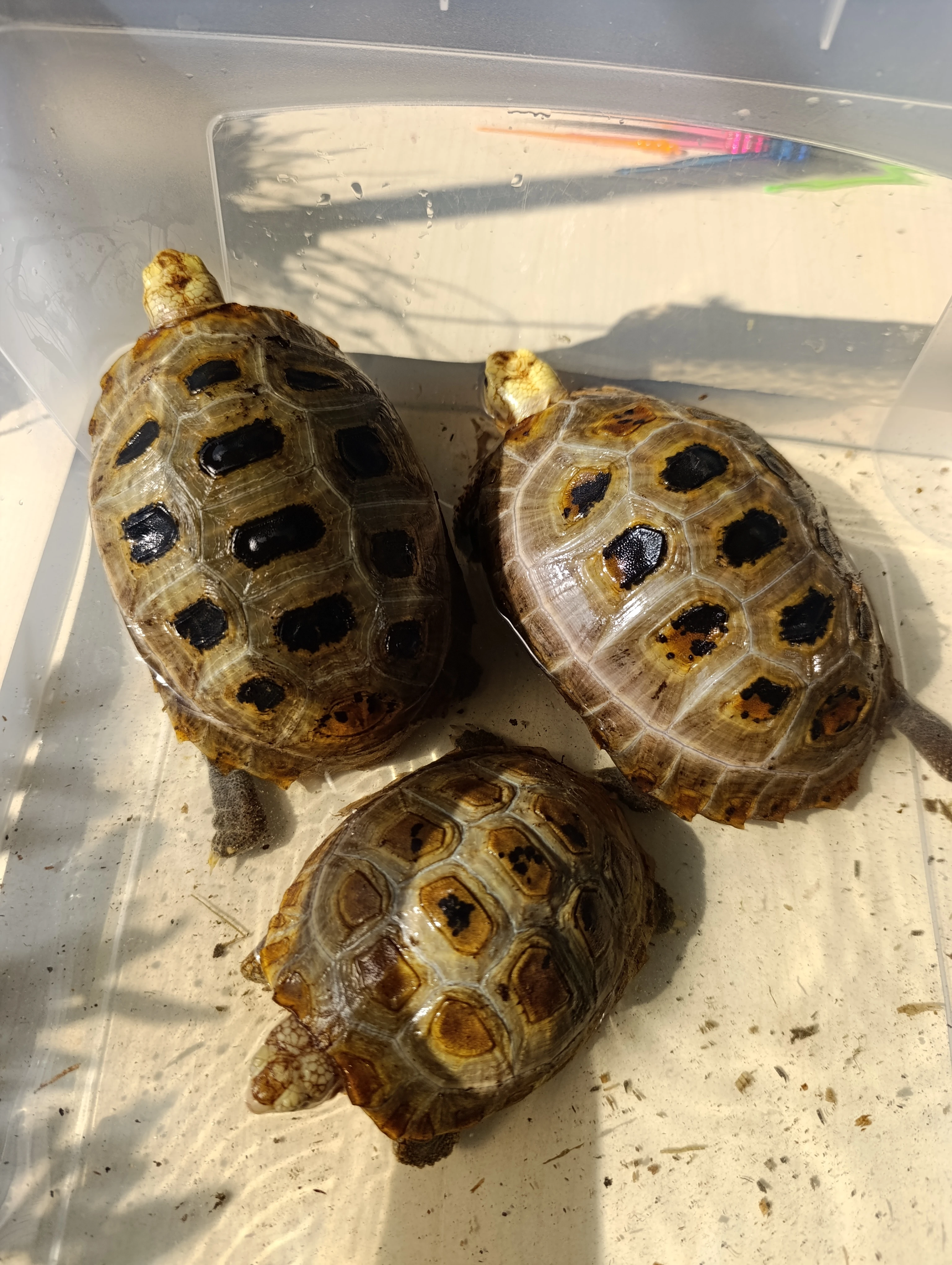 Želva podlouhlá - Indotestudo elongata