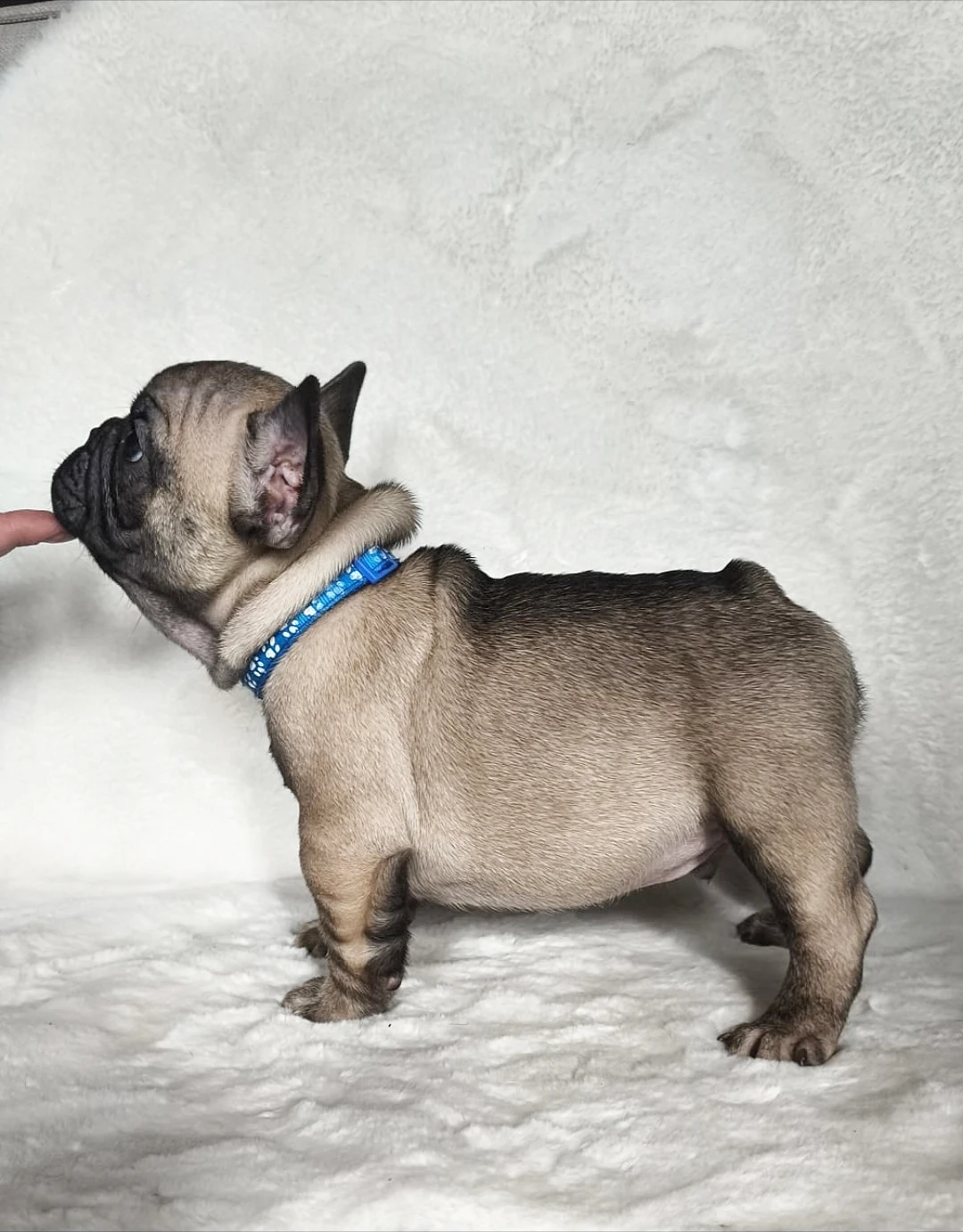 Francouzský buldoček s PP