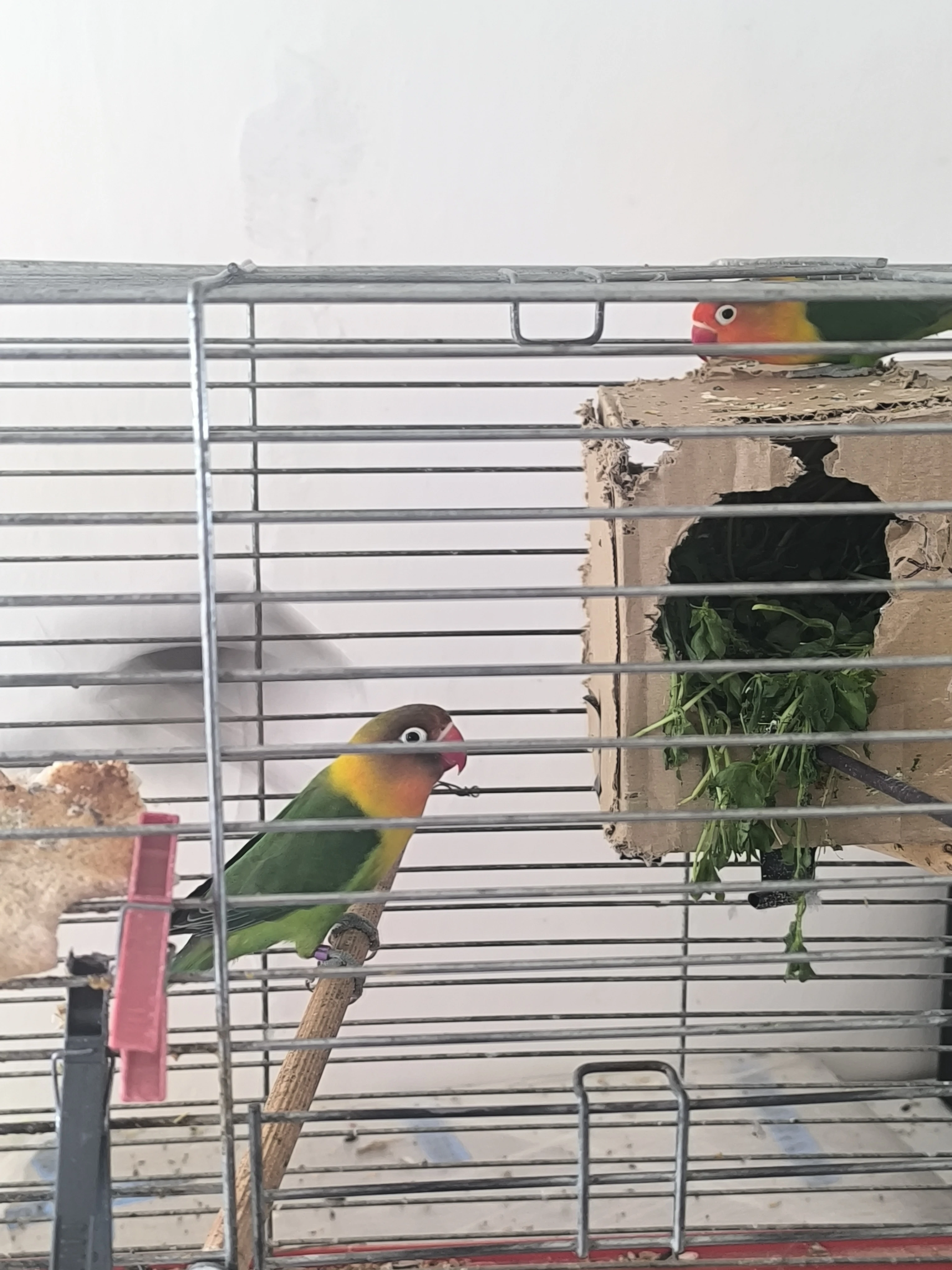 Pár Fiseraku a Kanarek