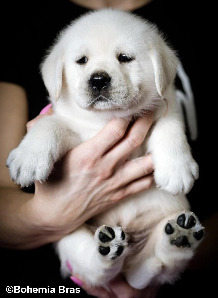 Smetanová a žlutá štěňátka