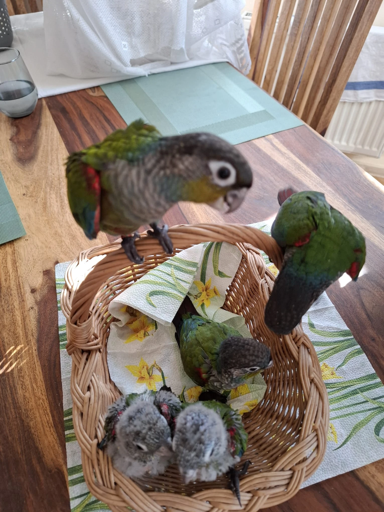 Ručně dokrmená mláďata pyrury červenobřichého