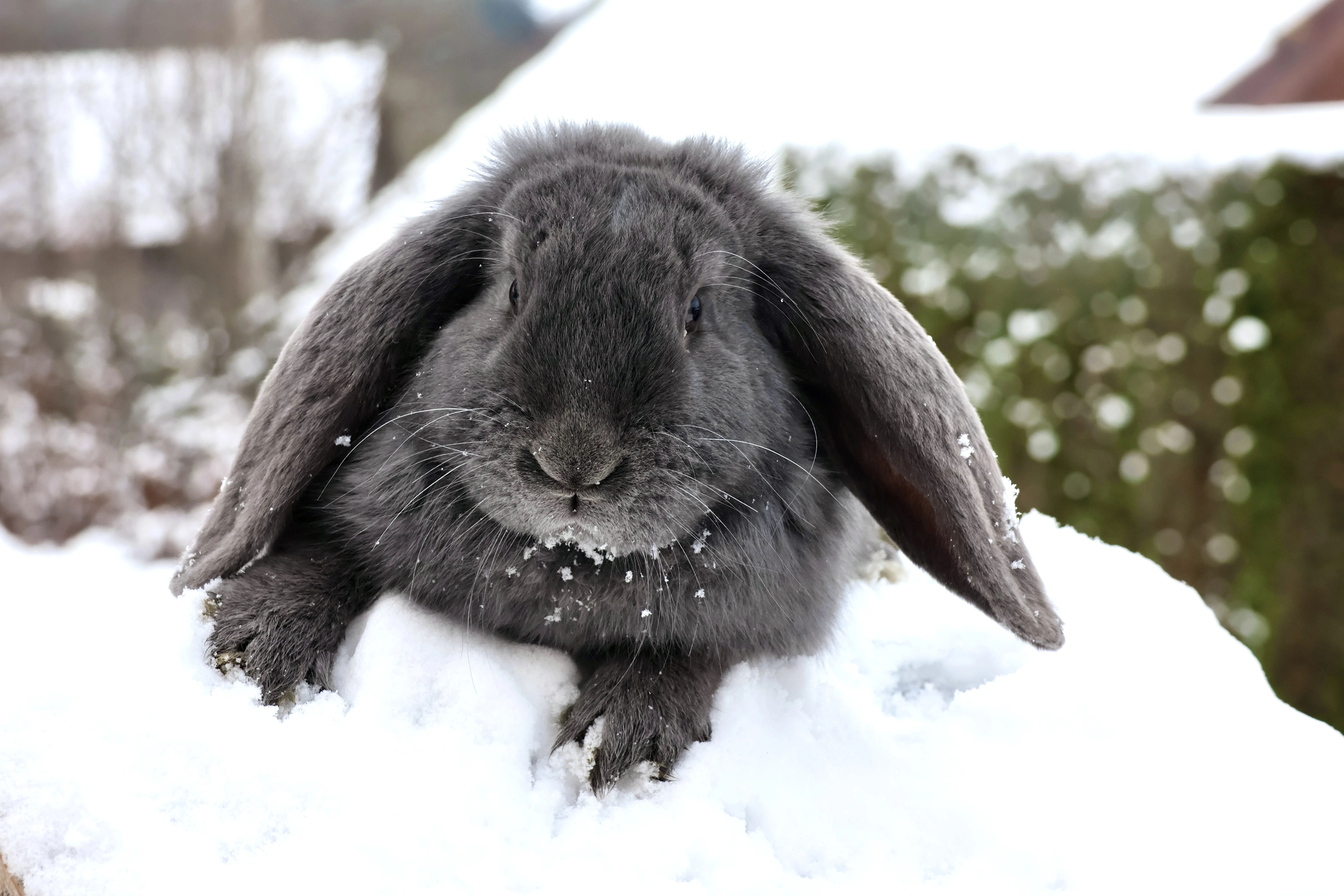 Modrý francouzský beran – čistokrevní králíci (samci i samice) k prodeji