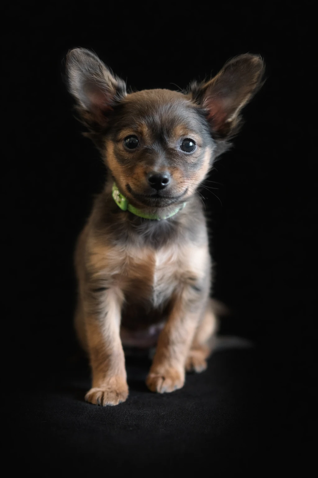 Ruský toy dlouhosrstý - Faraon Ptolemaios