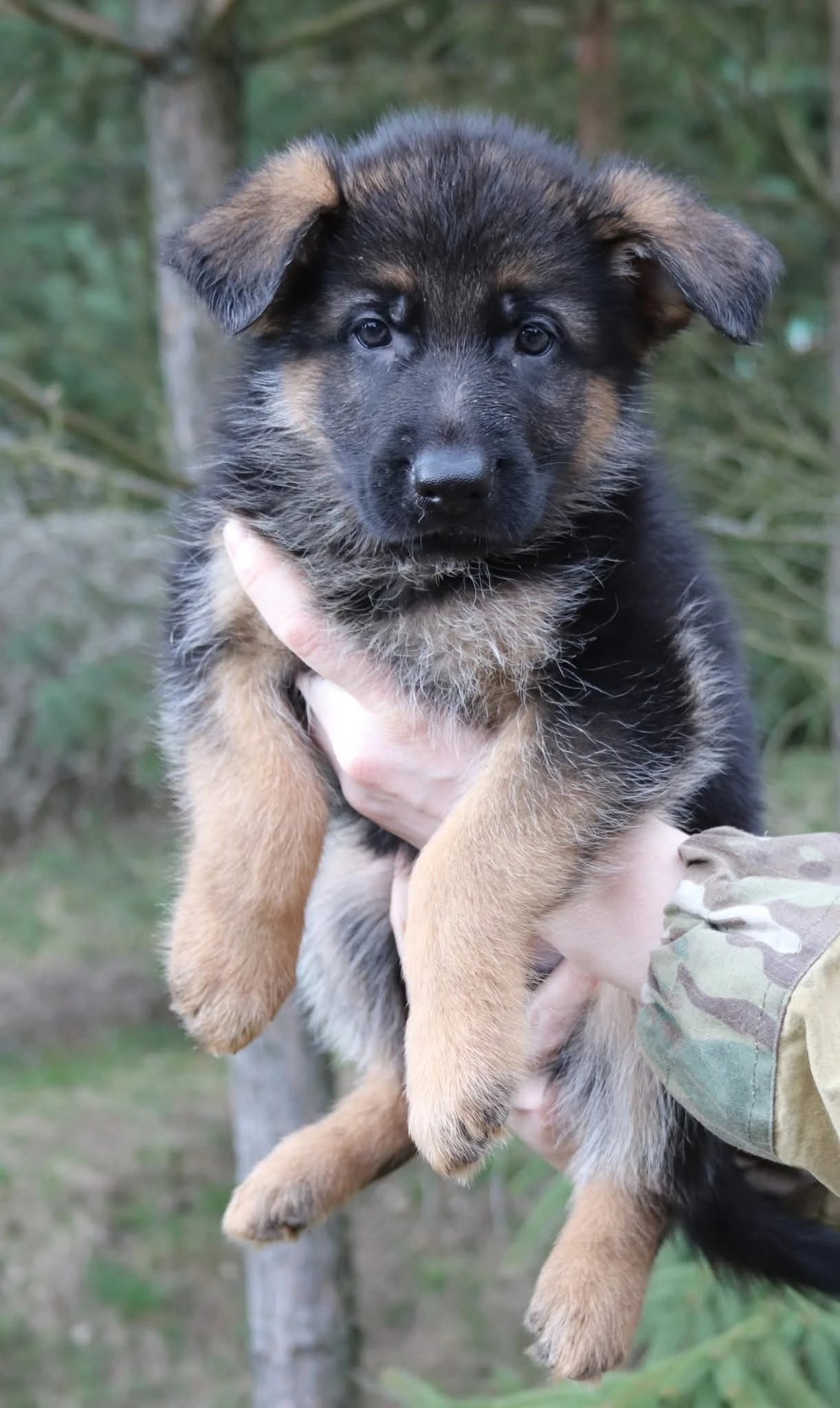 Německý ovčák s PP