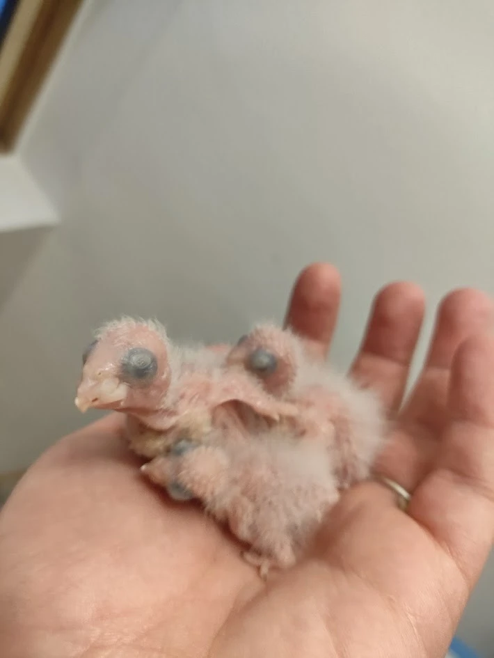 Pyrura černotemenný (Pyrrhura rupicola)