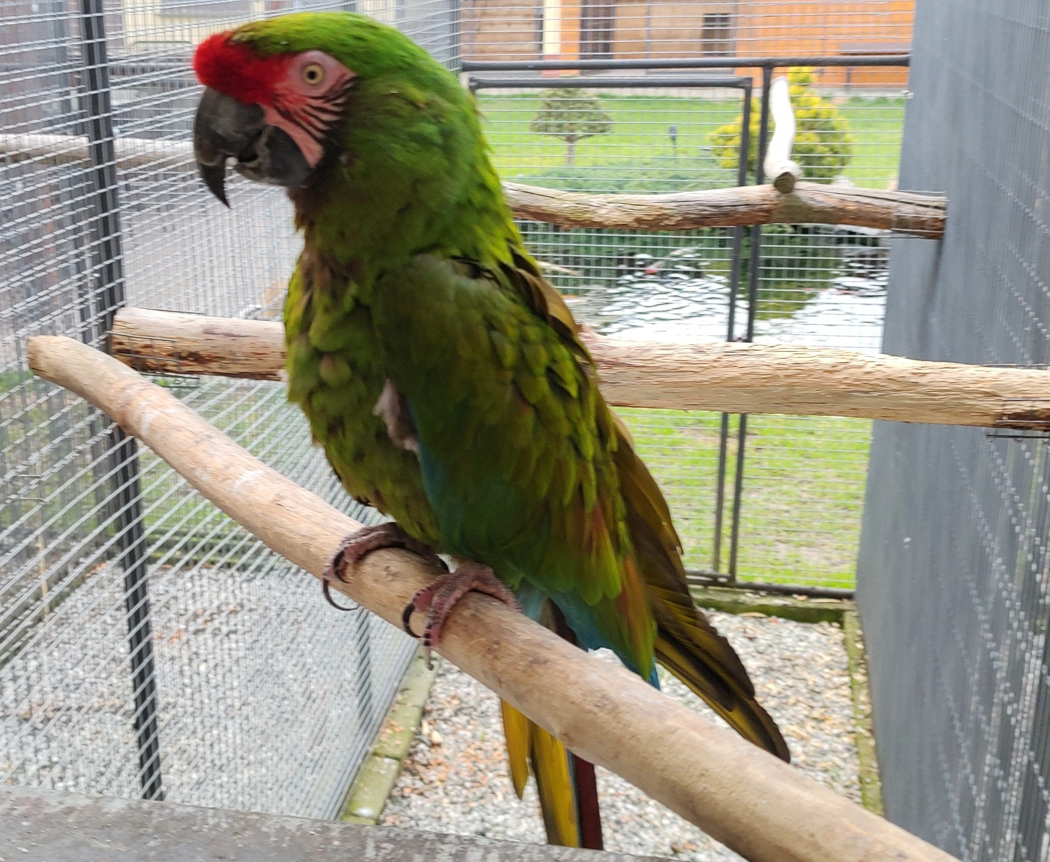 Ara vojenský militaris