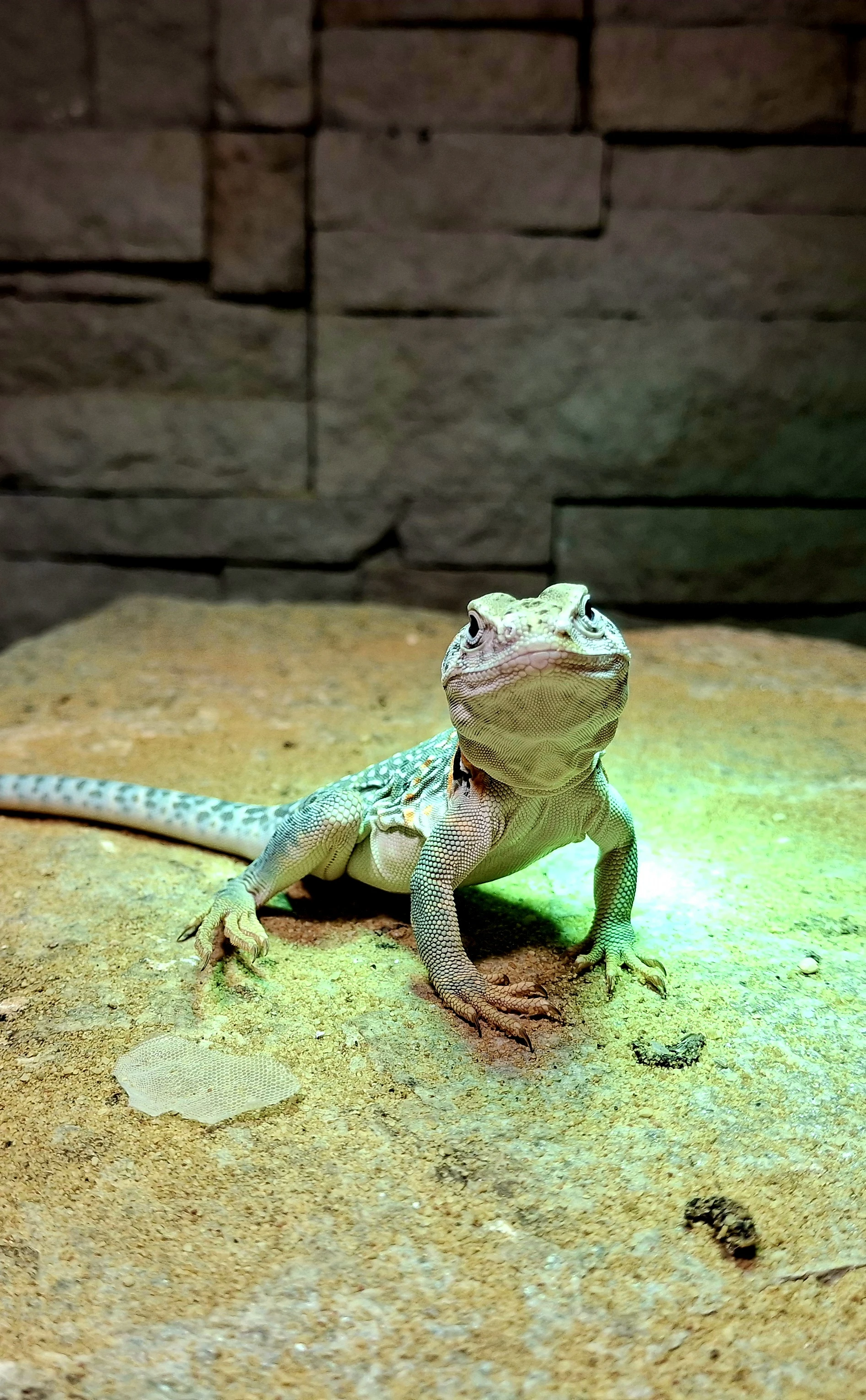 Crotaphytus collaris