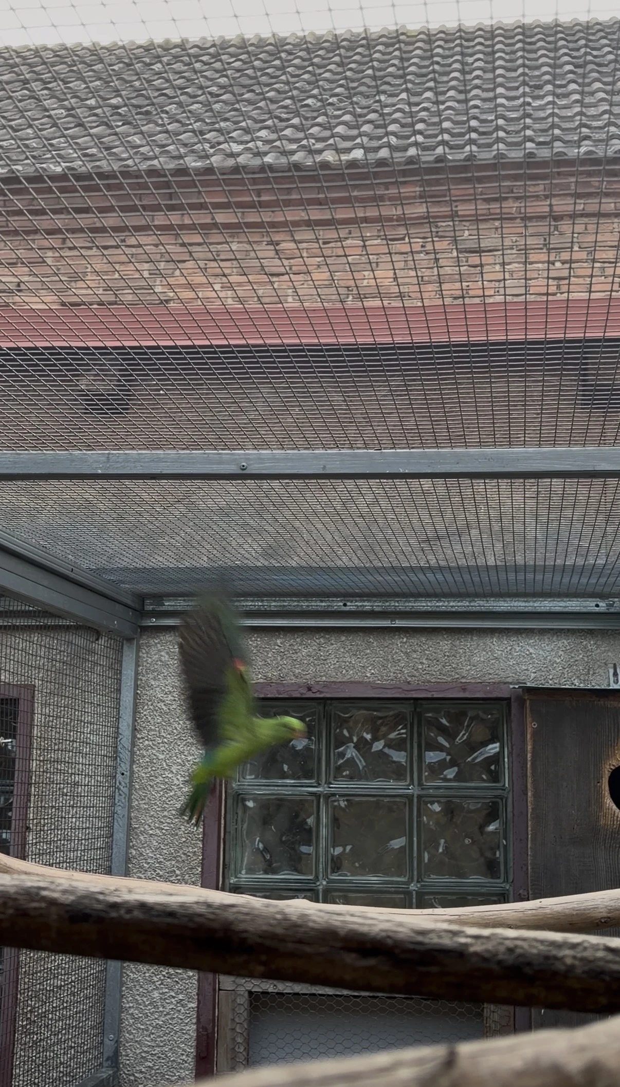 Papoušek Červenokřídlý