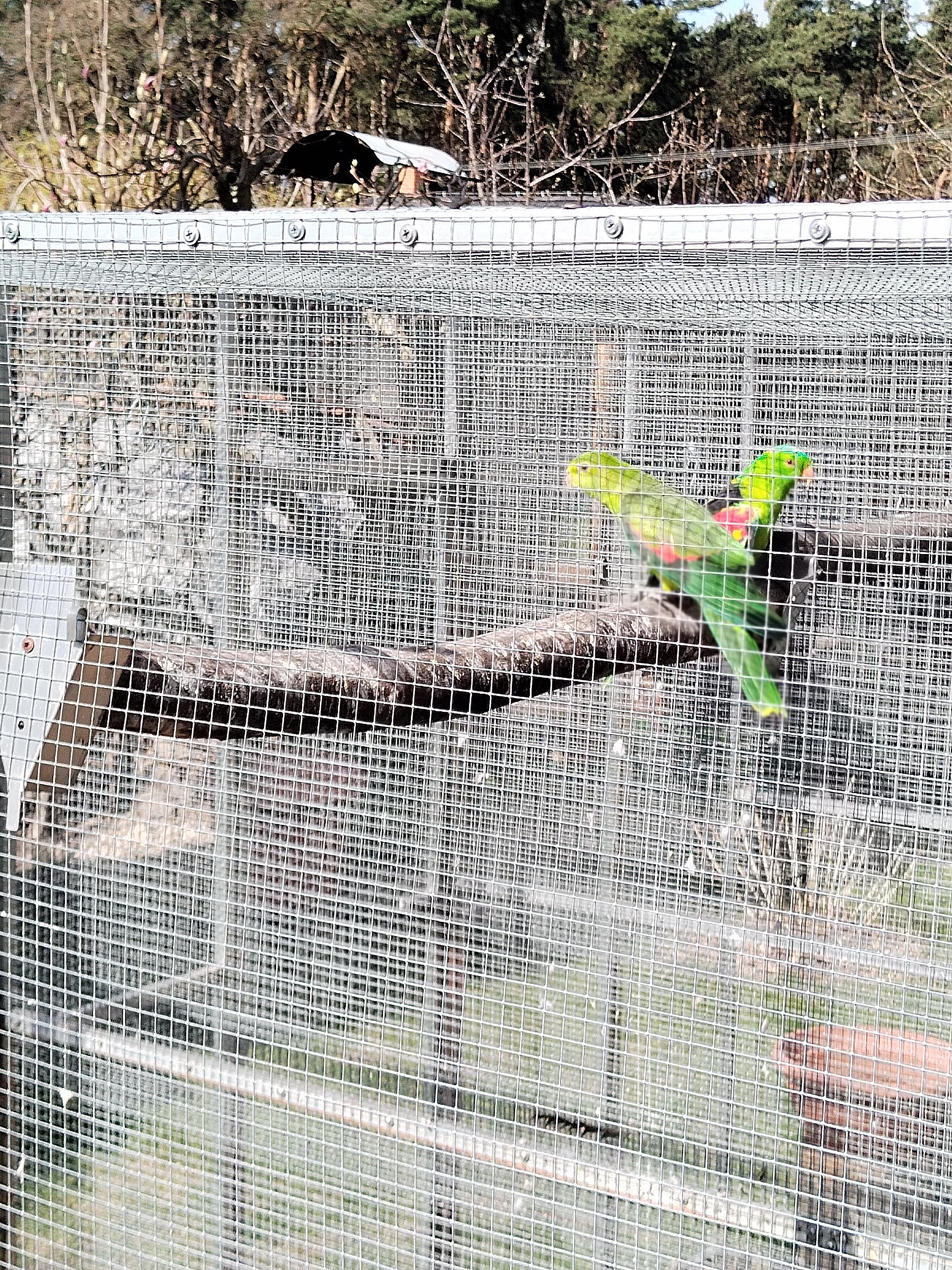 Papoušek červenokřidly