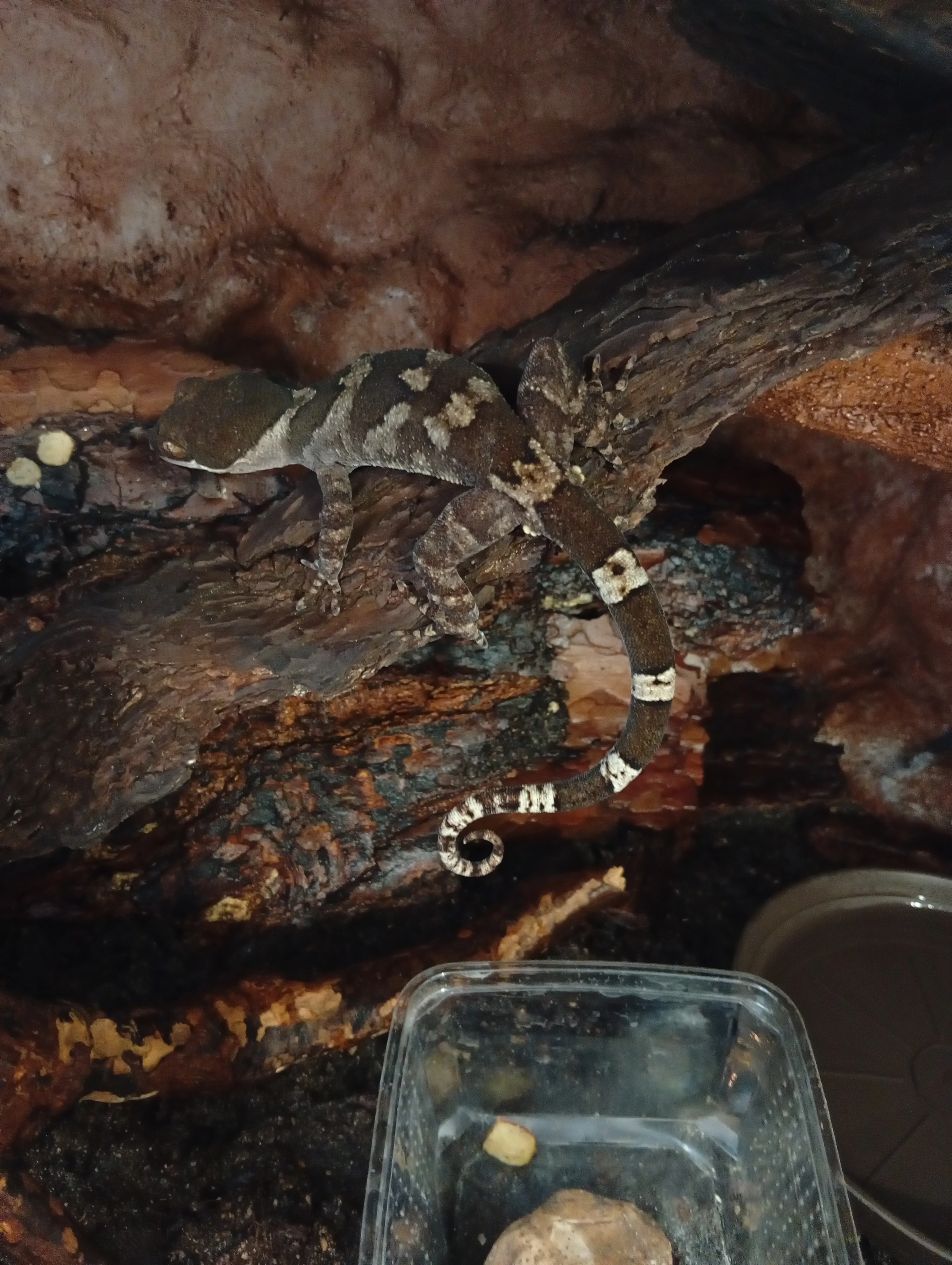 Gekon (Cyrtodactylus irianjayaensis)