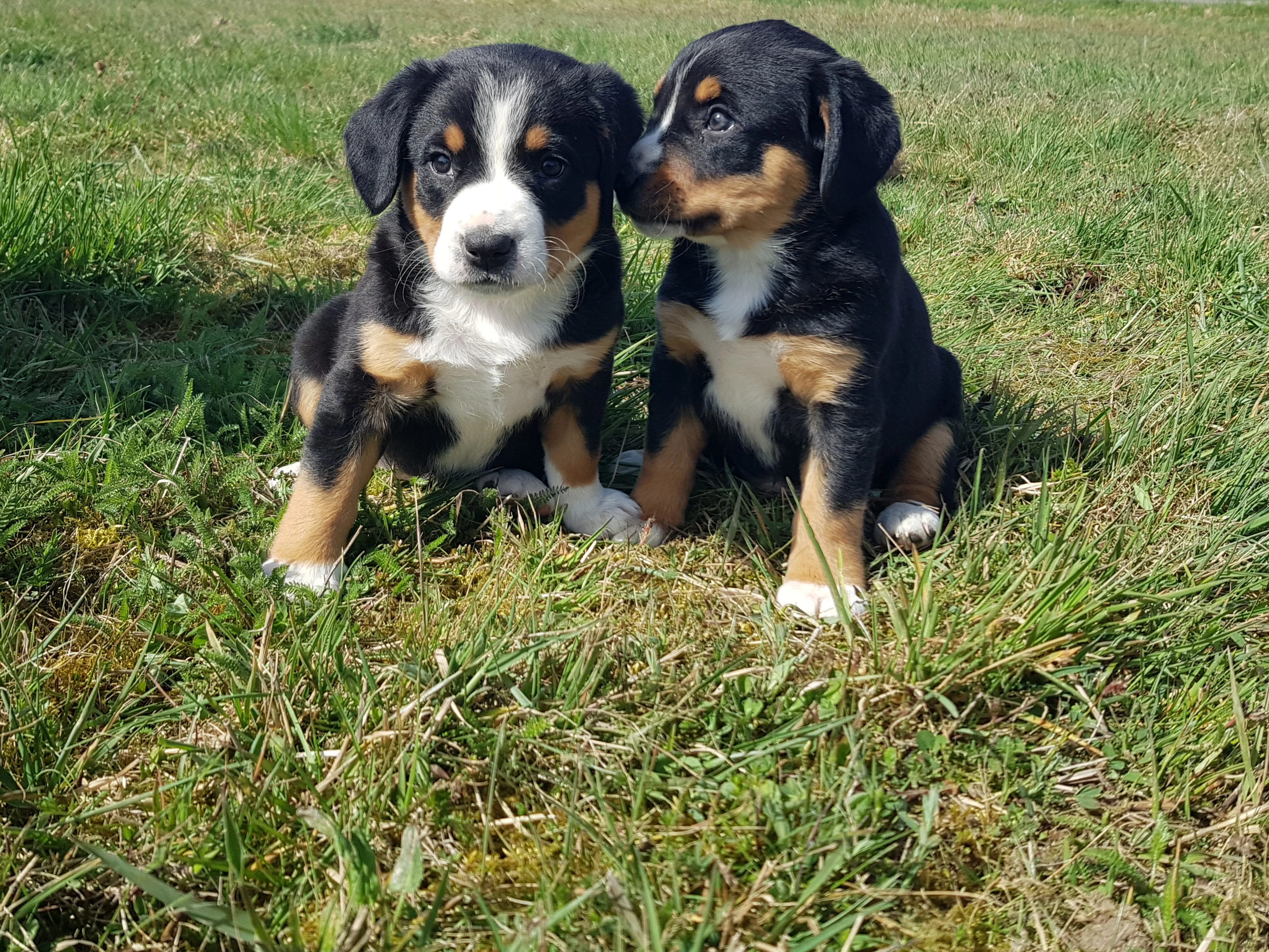 Entlebušský salašnický pes - štěňata s PP