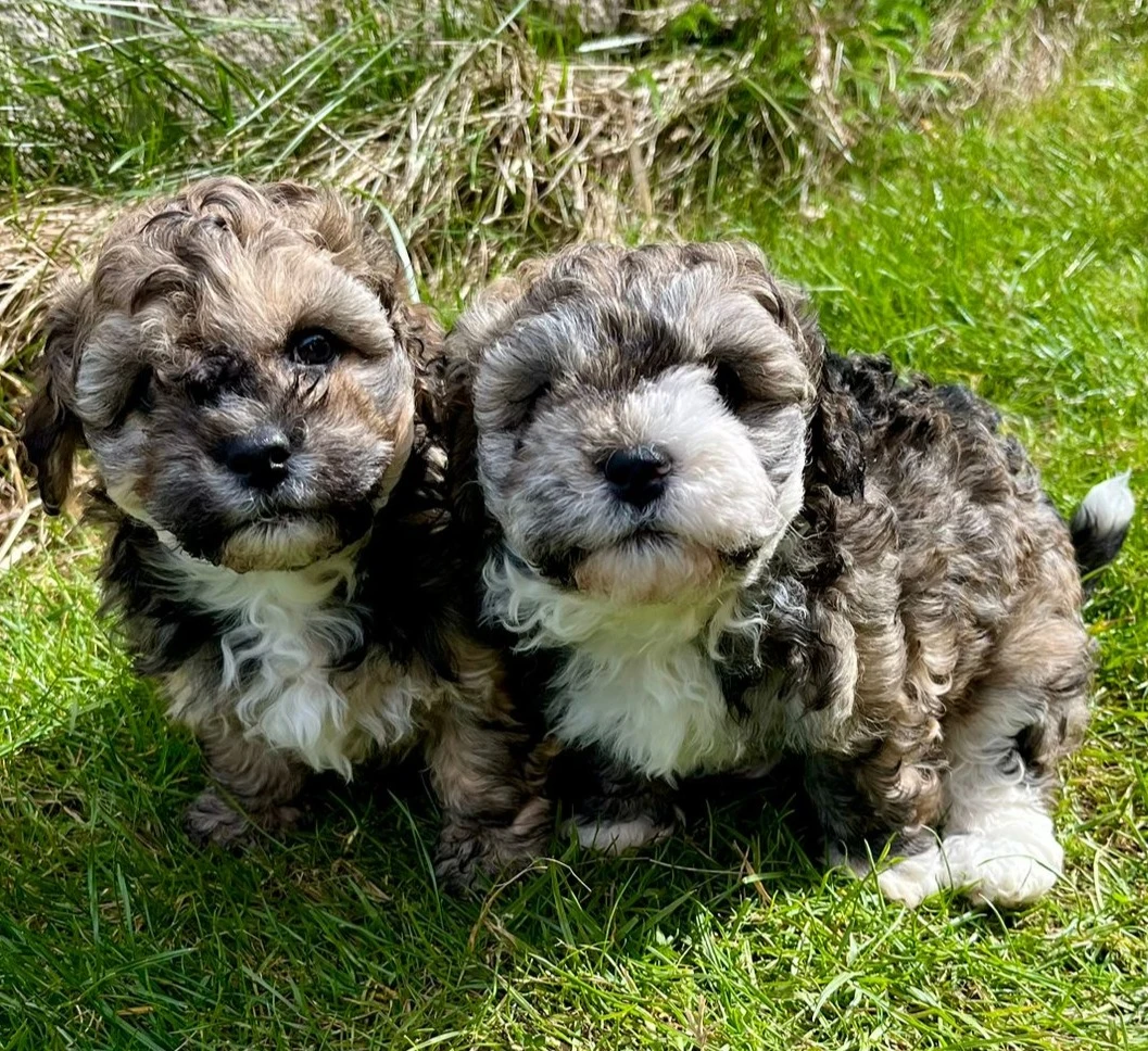 Havanský psík - čistokrevná štěňátka