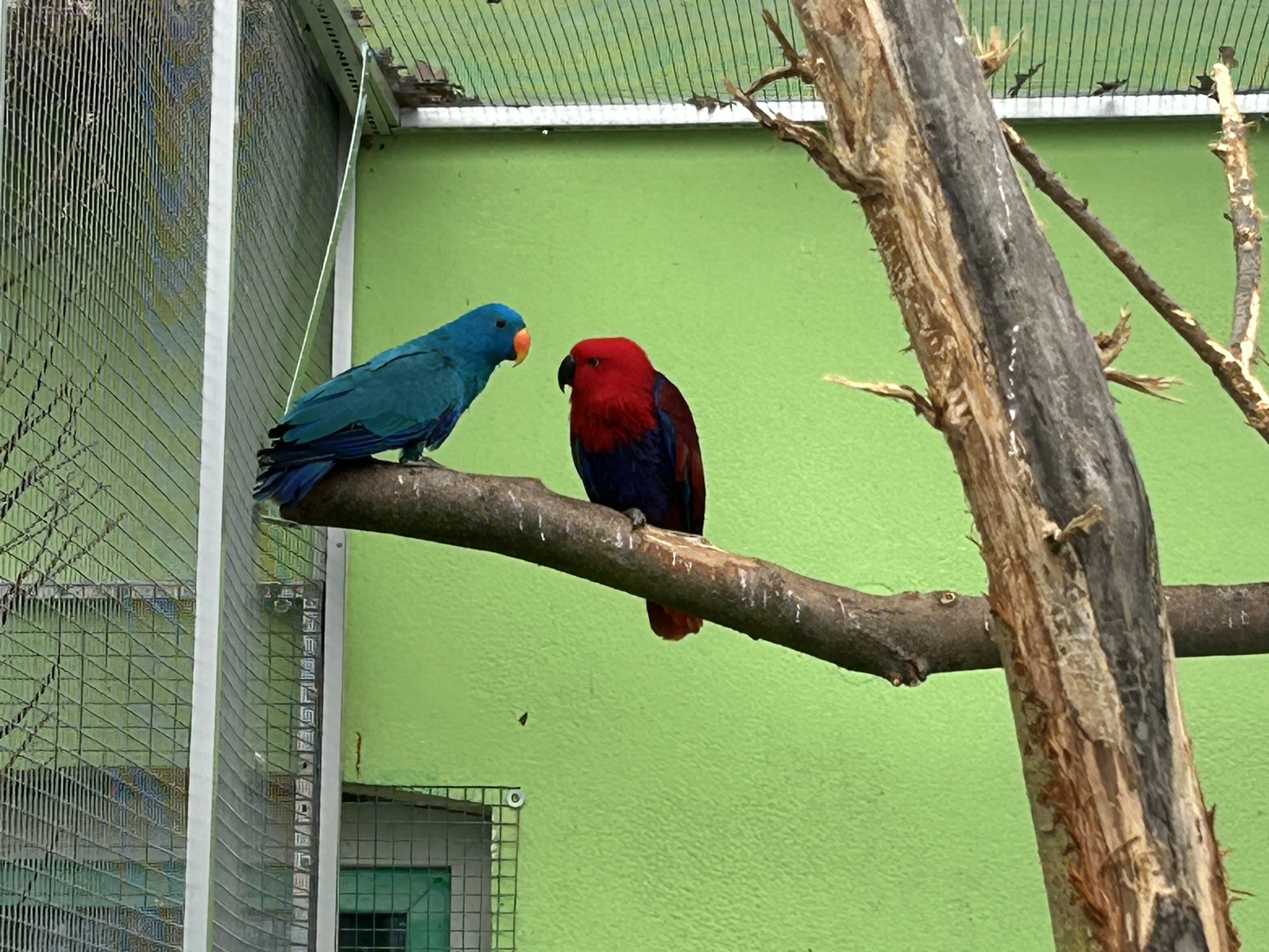 Hledám 1.0 papouška Eclectus polychloros v modré mutaci.
