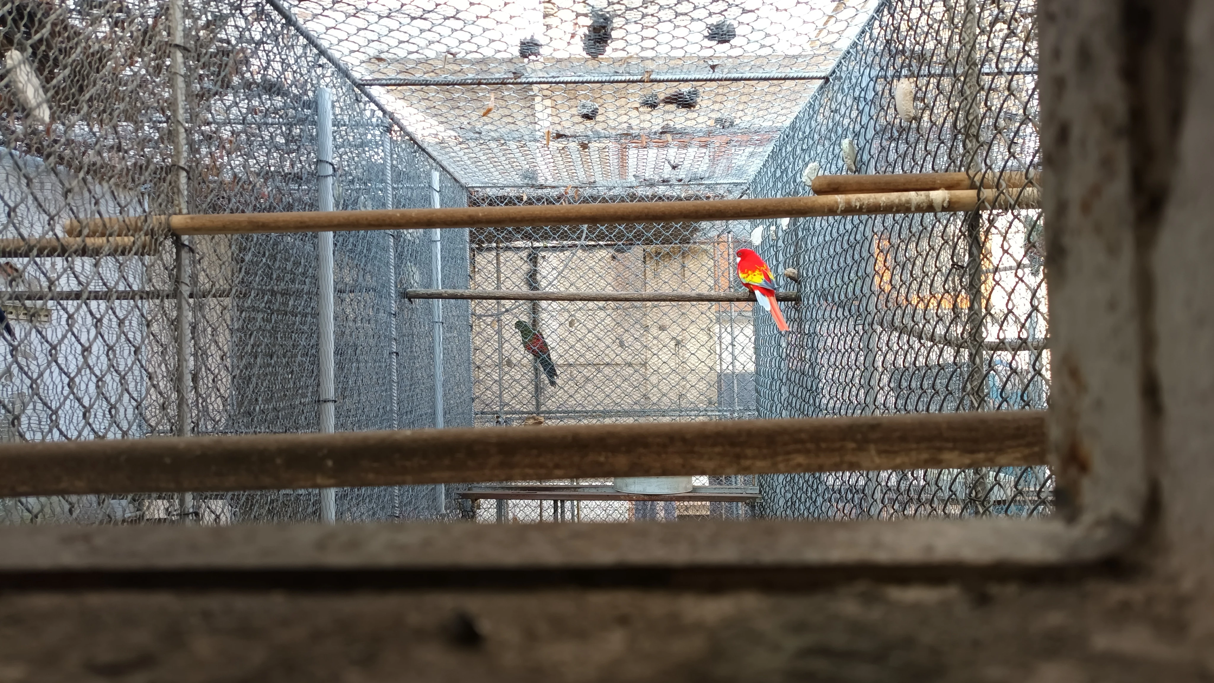 Rozela pestra opalín Golden Gold