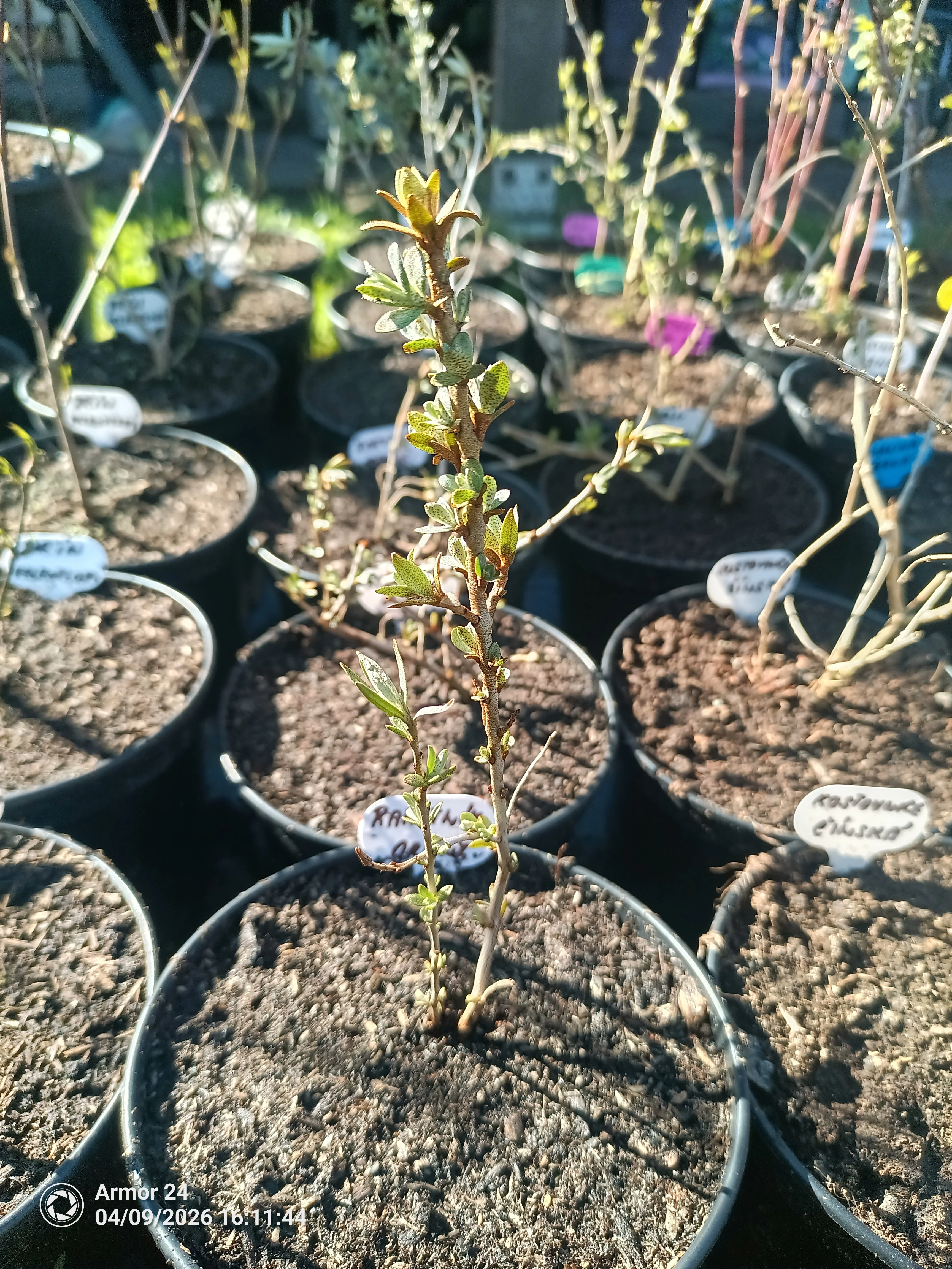 Rakytník Friesdorfer Orange